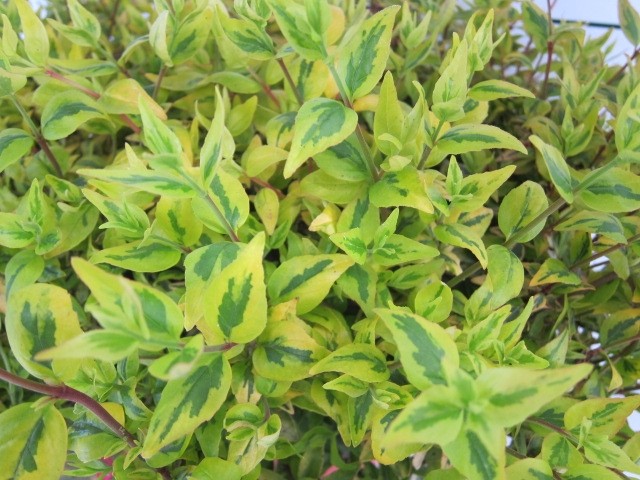 Abelia x grandiflora "Kaleidoscope" ® 7.5L 20/25