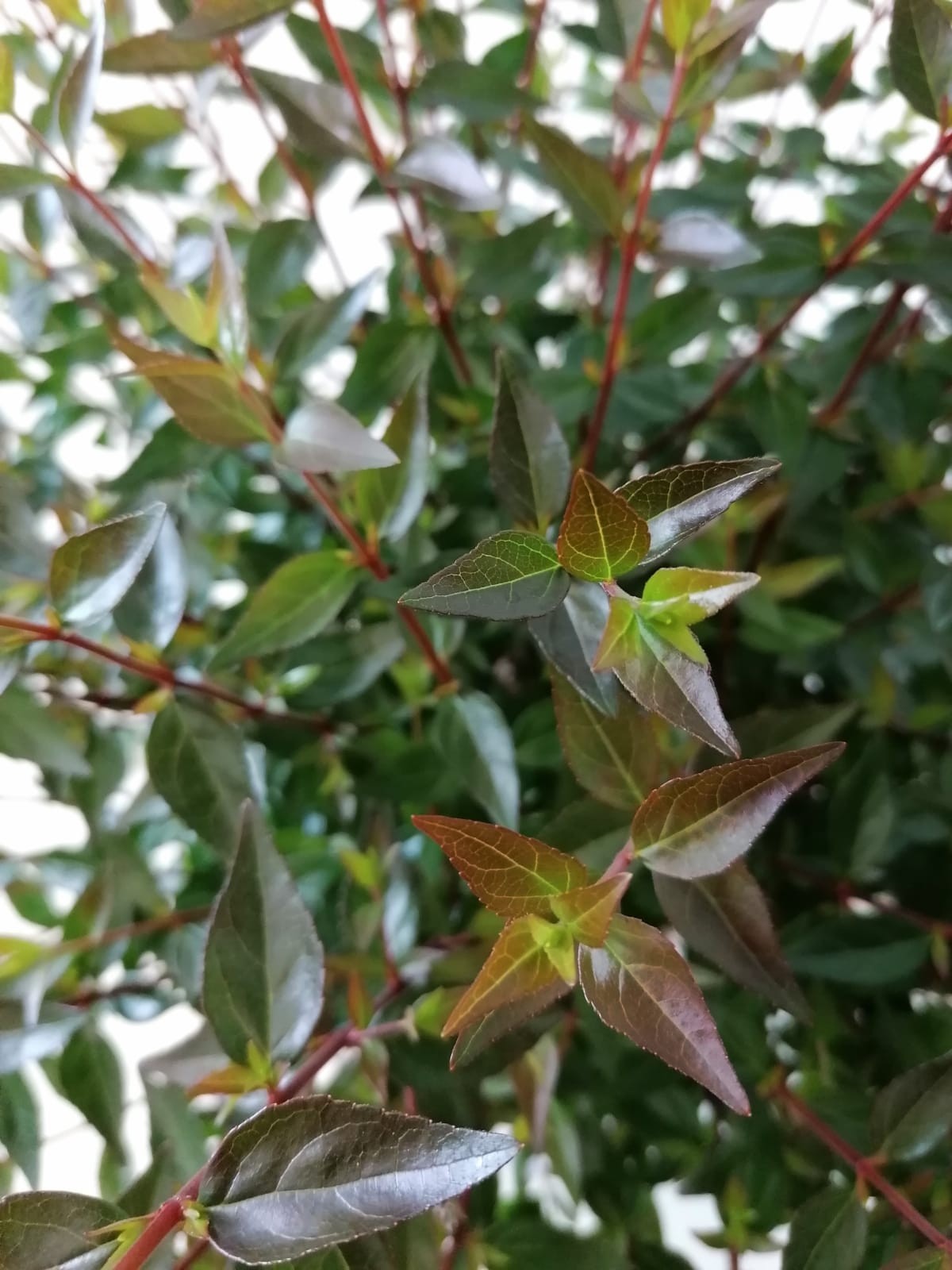 Abelia x grandiflora "Postrata" 5L 20/30