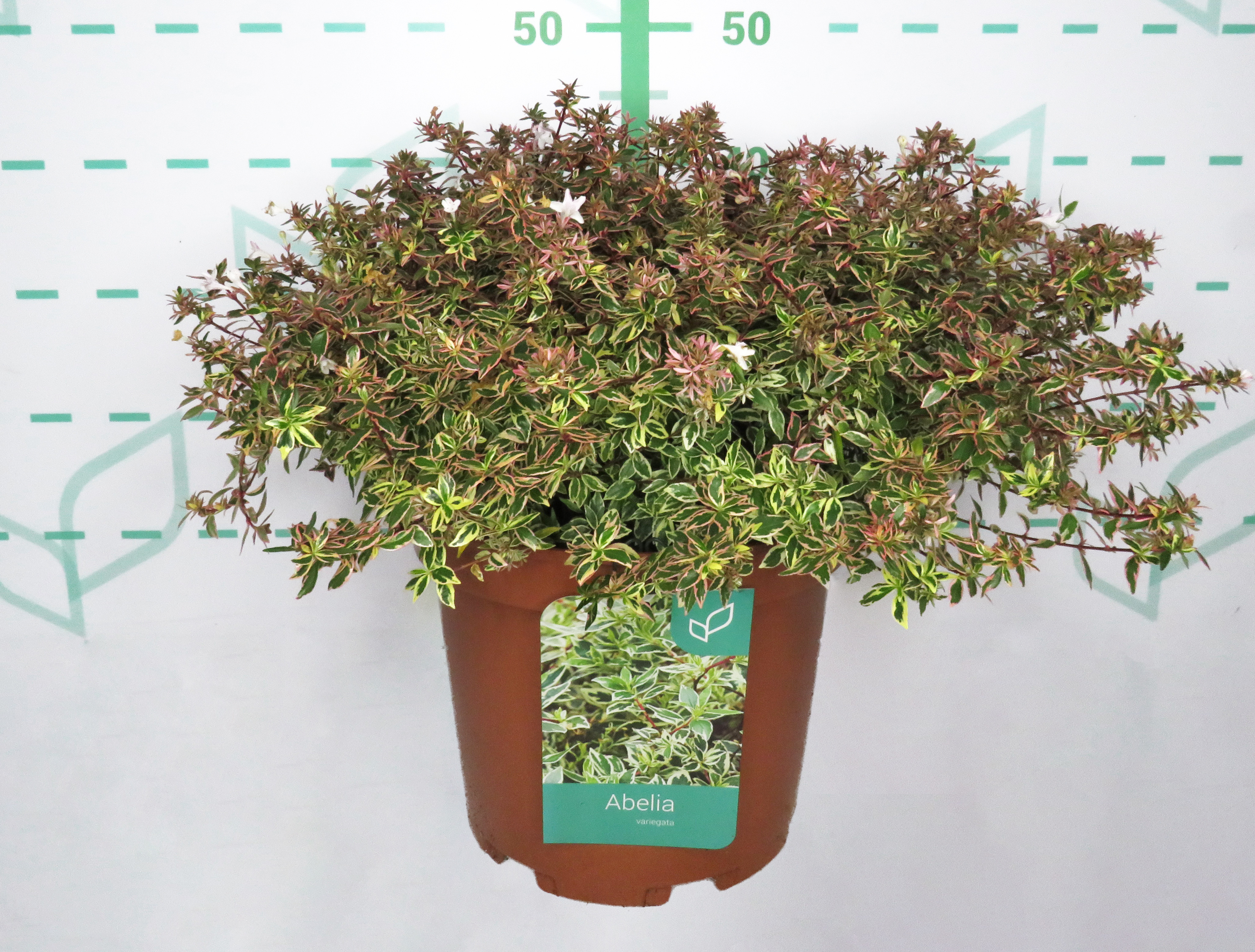 Abelia "Variegata" 10L 40/50