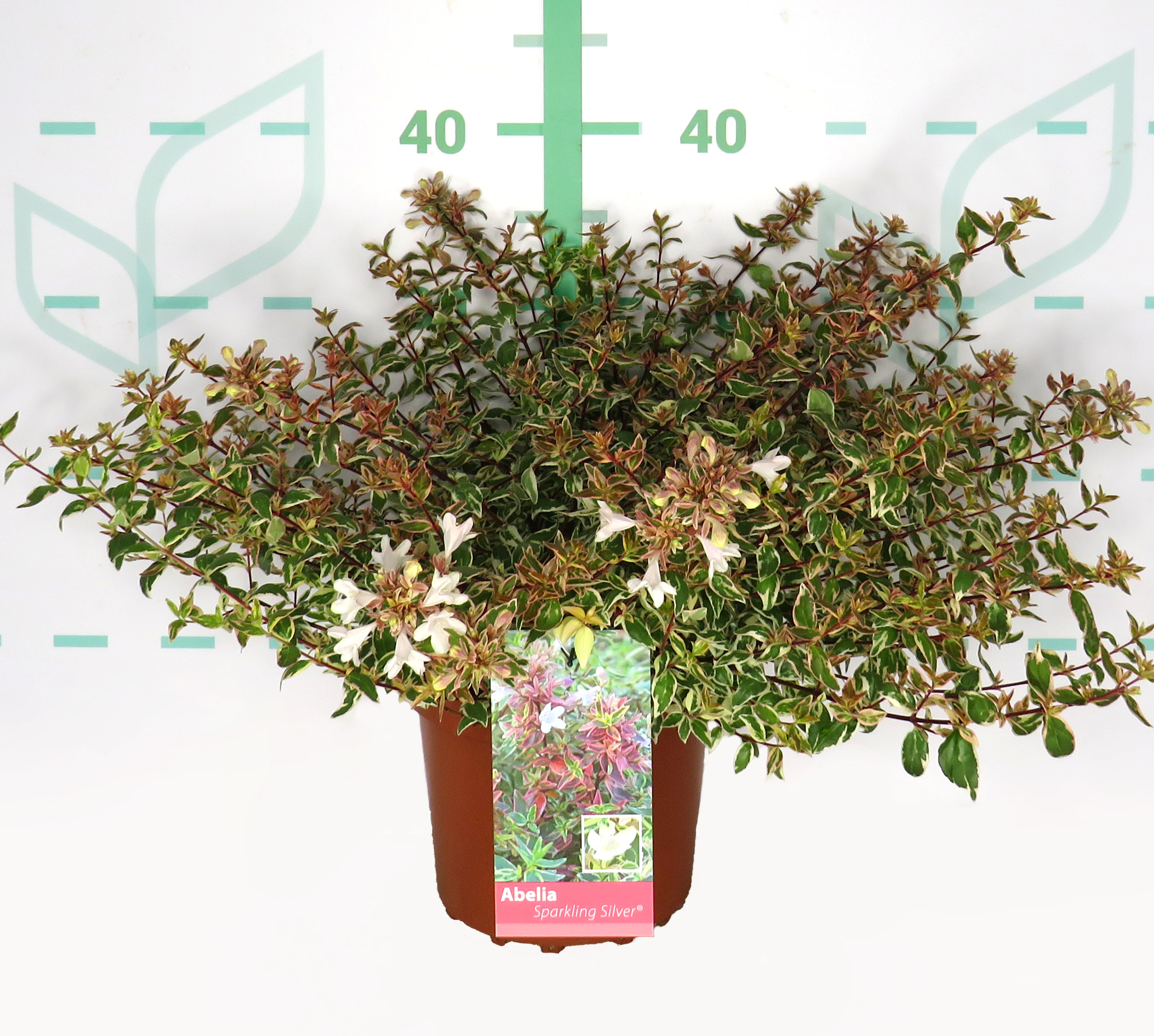 Abelia "Variegata" 2.5L 20/25