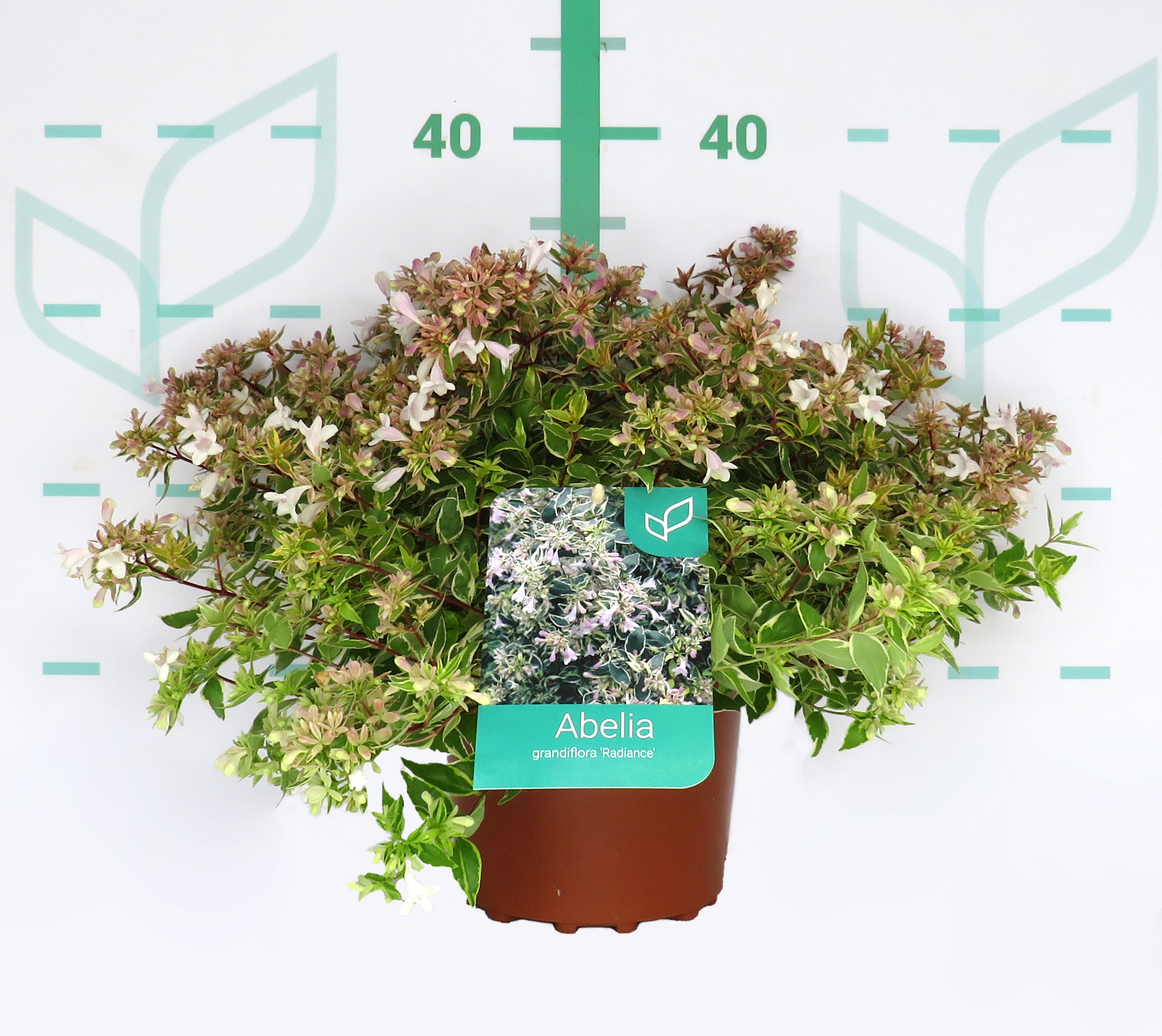 Abelia "Variegata" 2.5L 20/25  "Radiance"