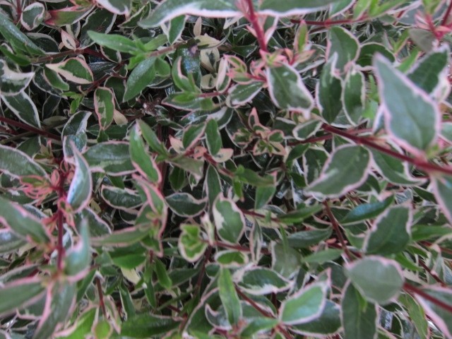 Abelia x grandiflora "Variegata" 2.5L 20/ 25