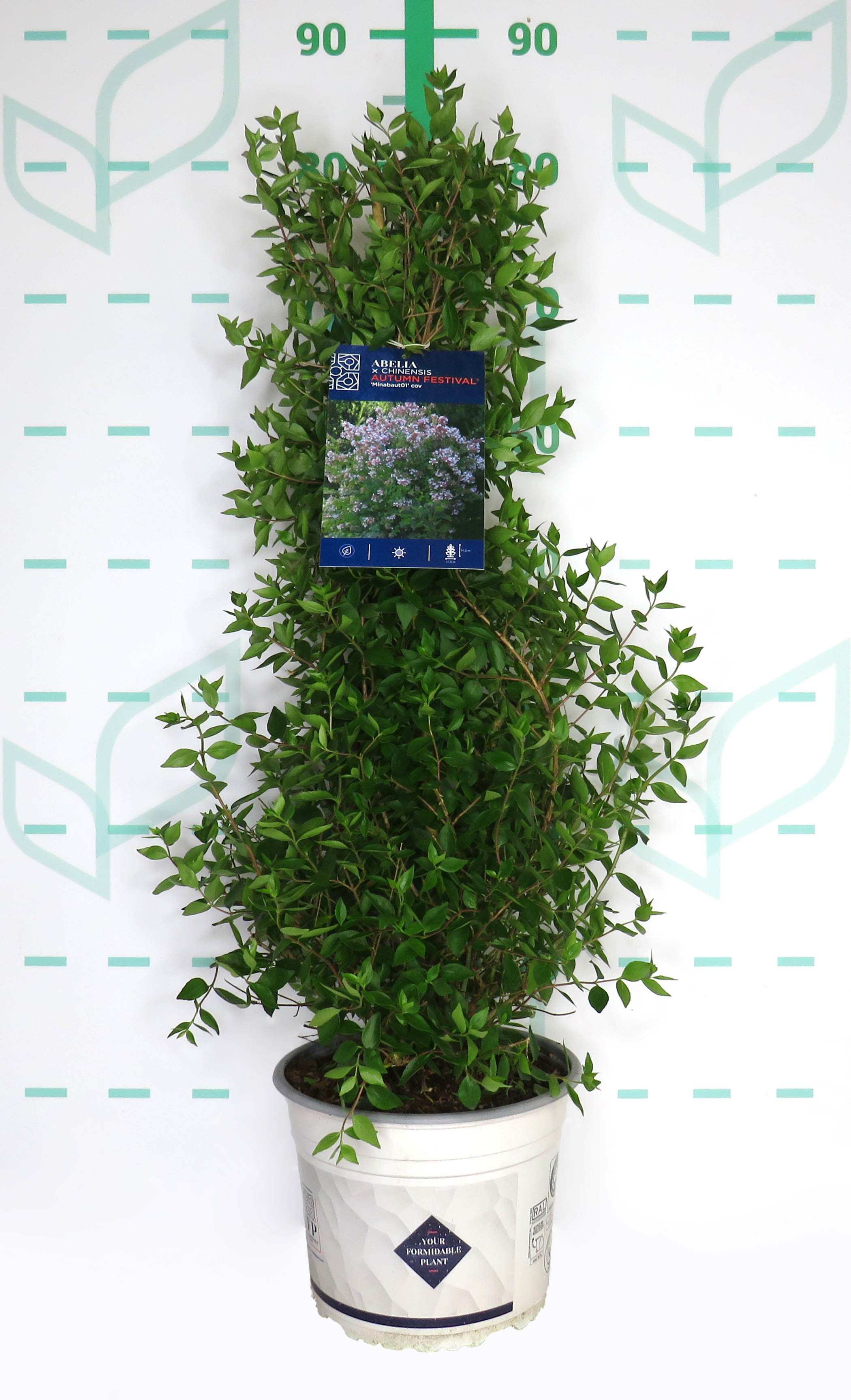 Abelia x chinensis "AUTUMN FESTIVAL" ® 4L 40/50