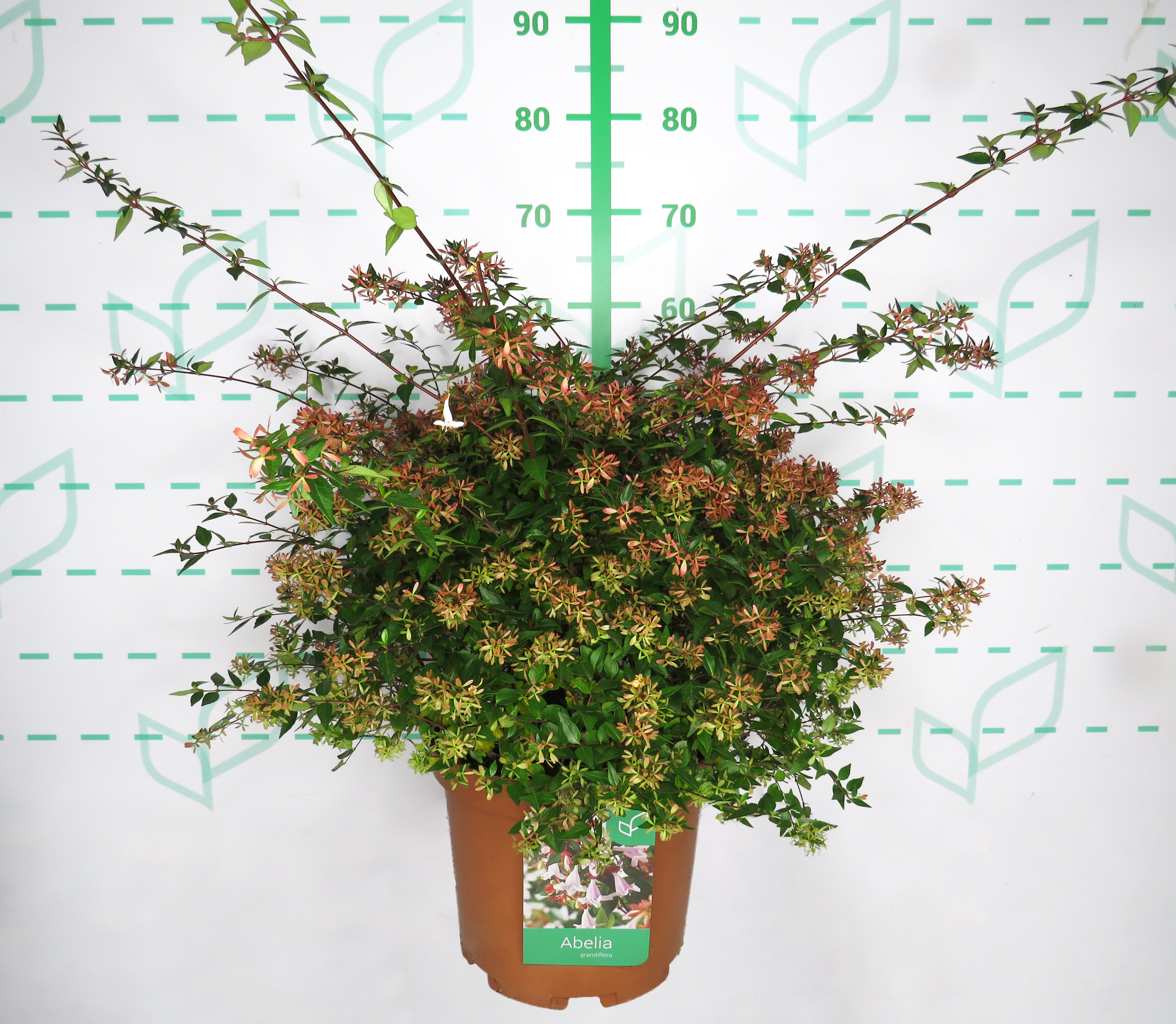 Abelia x grandiflora 10L 50/60
