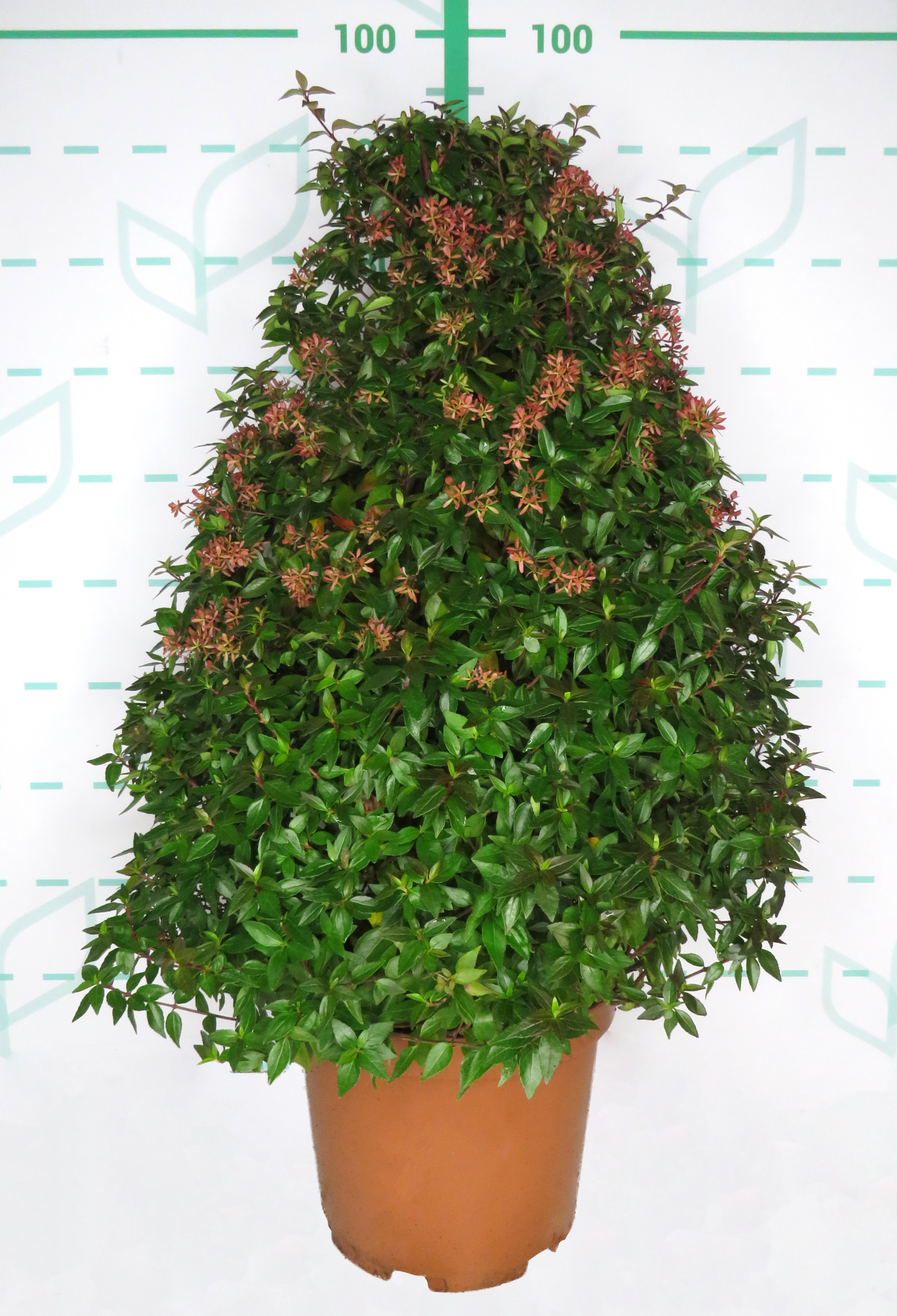 Abelia x grandiflora 10L Piramide 60/70