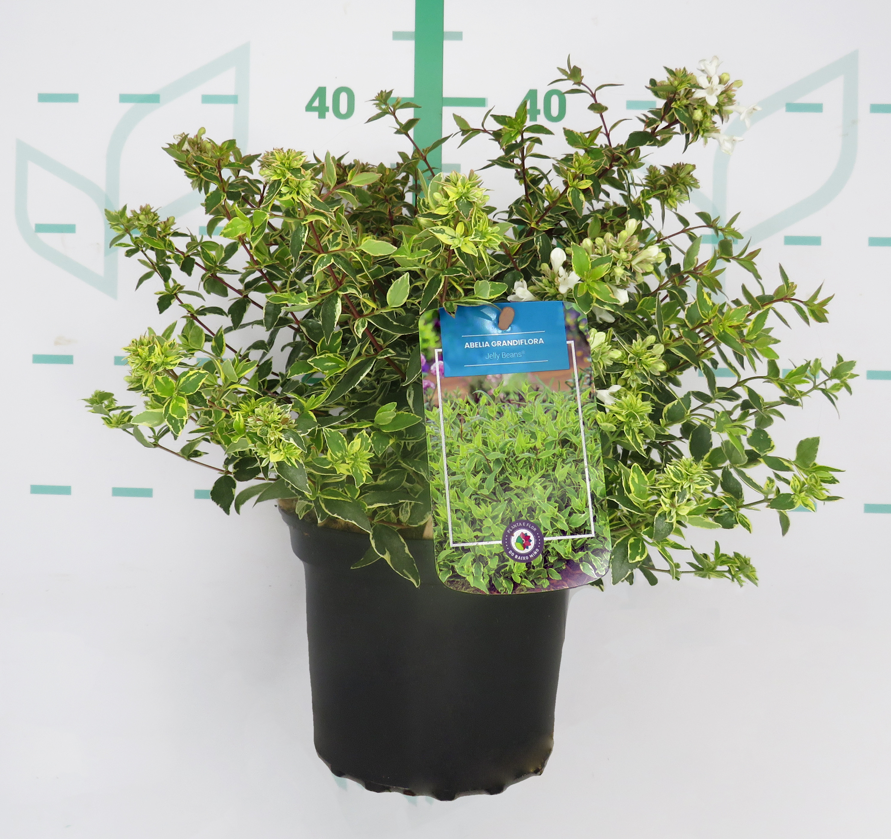 Abelia x grandiflora "Jelly Beans"  ® 2.5L 20/25