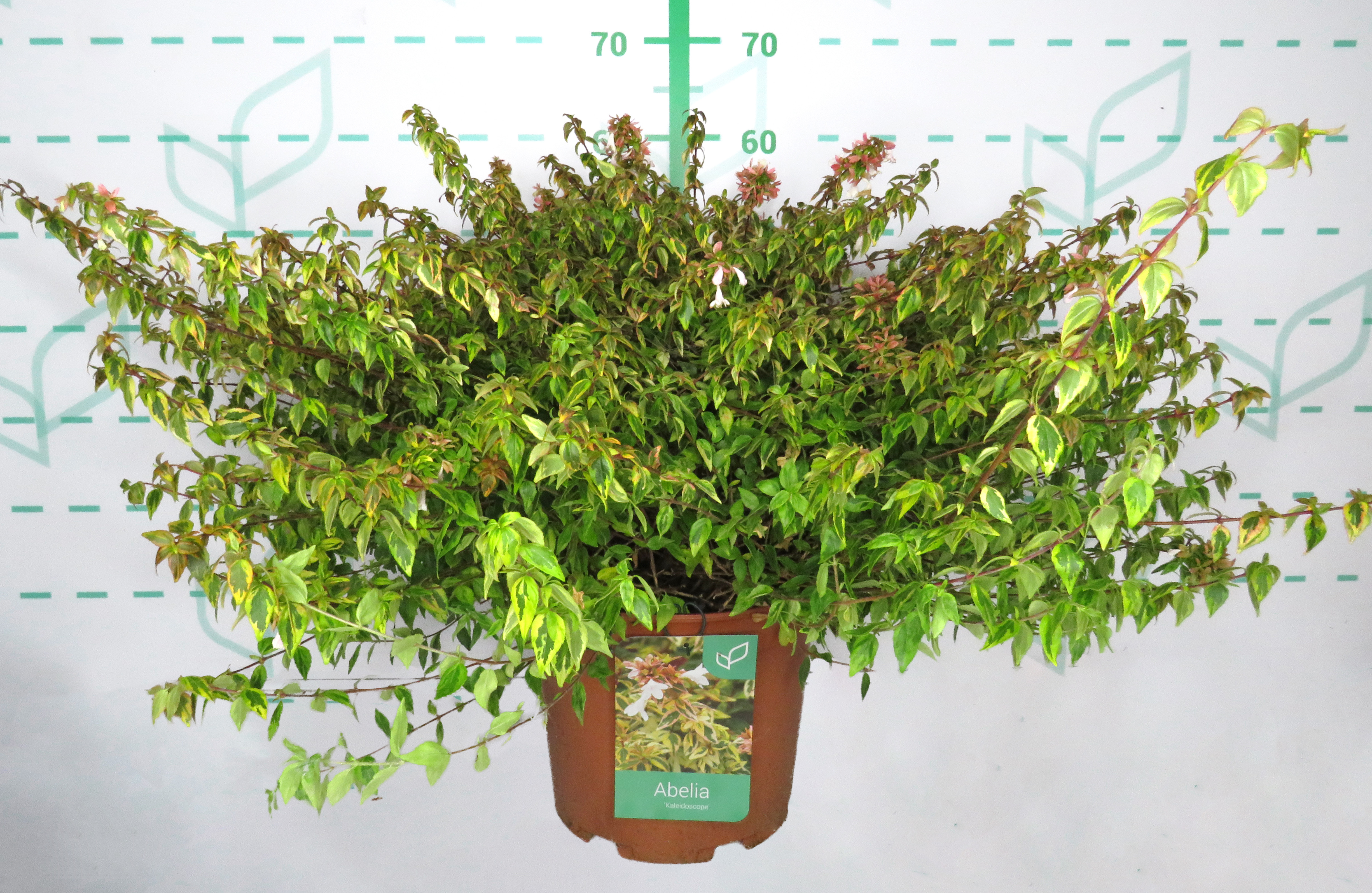 Abelia x grandiflora "Kaleidoscope" ® 10L 30/40
