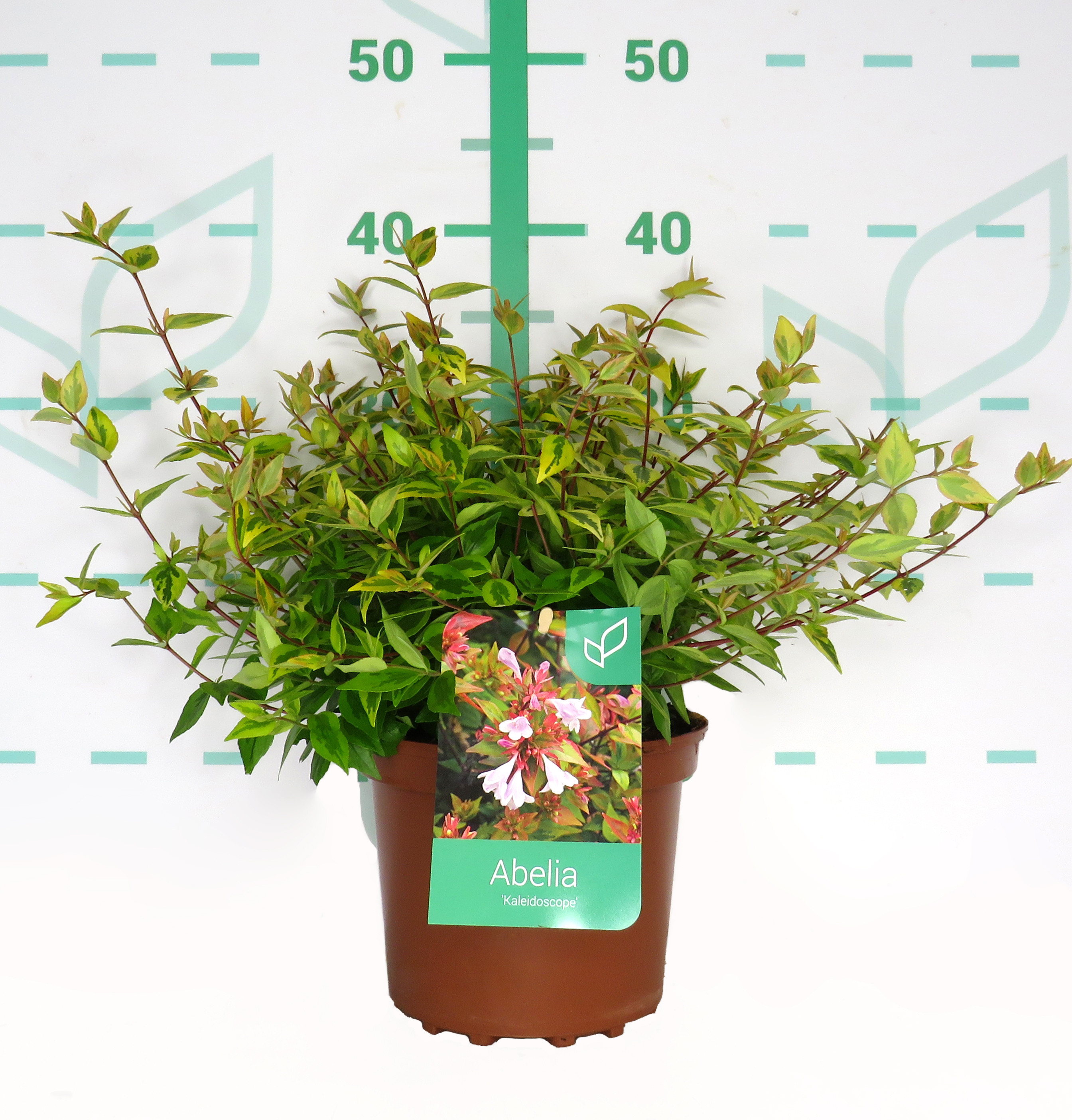 Abelia x grandiflora "Kaleidoscope" ® 2.5L 20/30