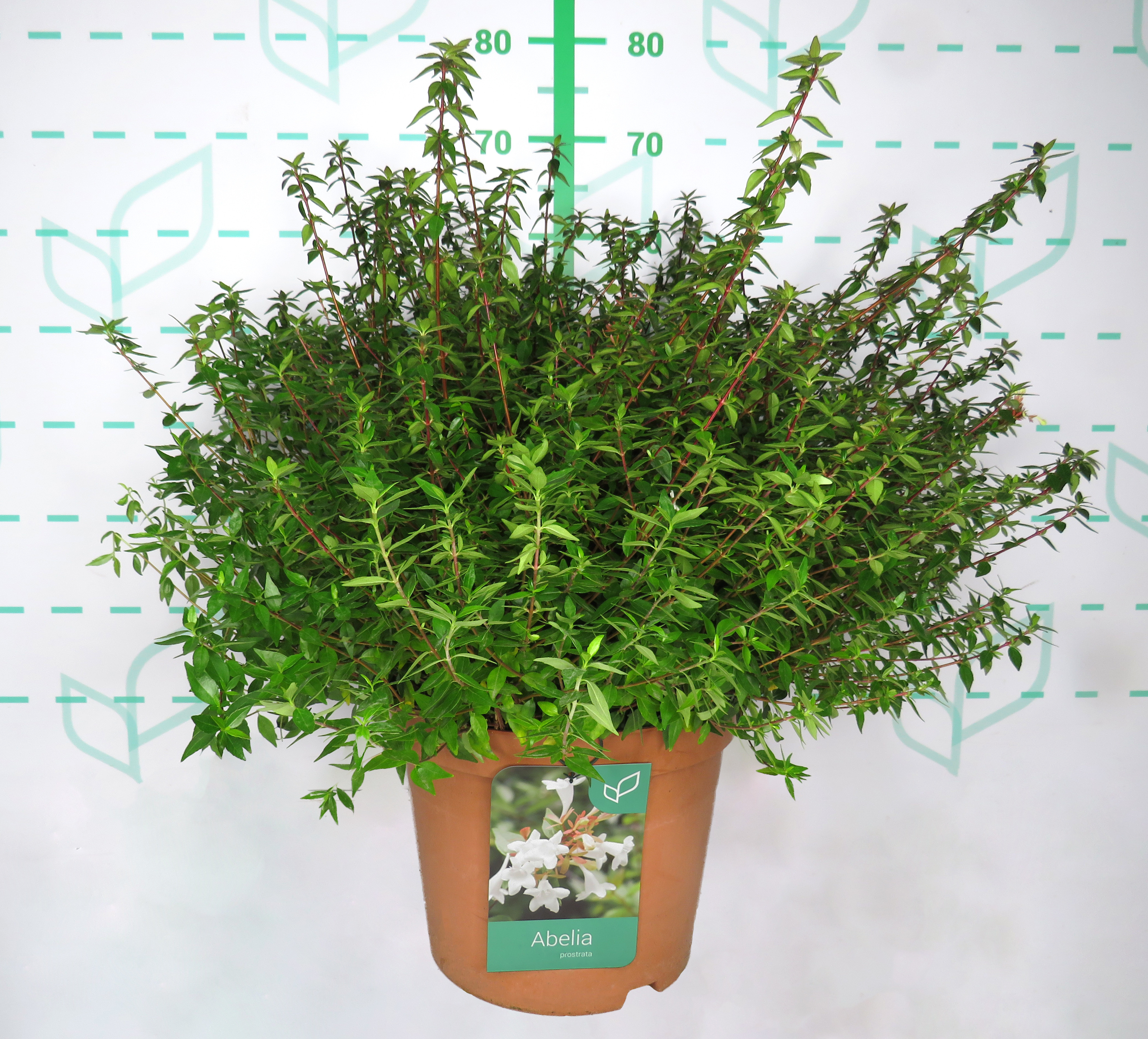 Abelia x grandiflora "Postrata" 10L 40/50