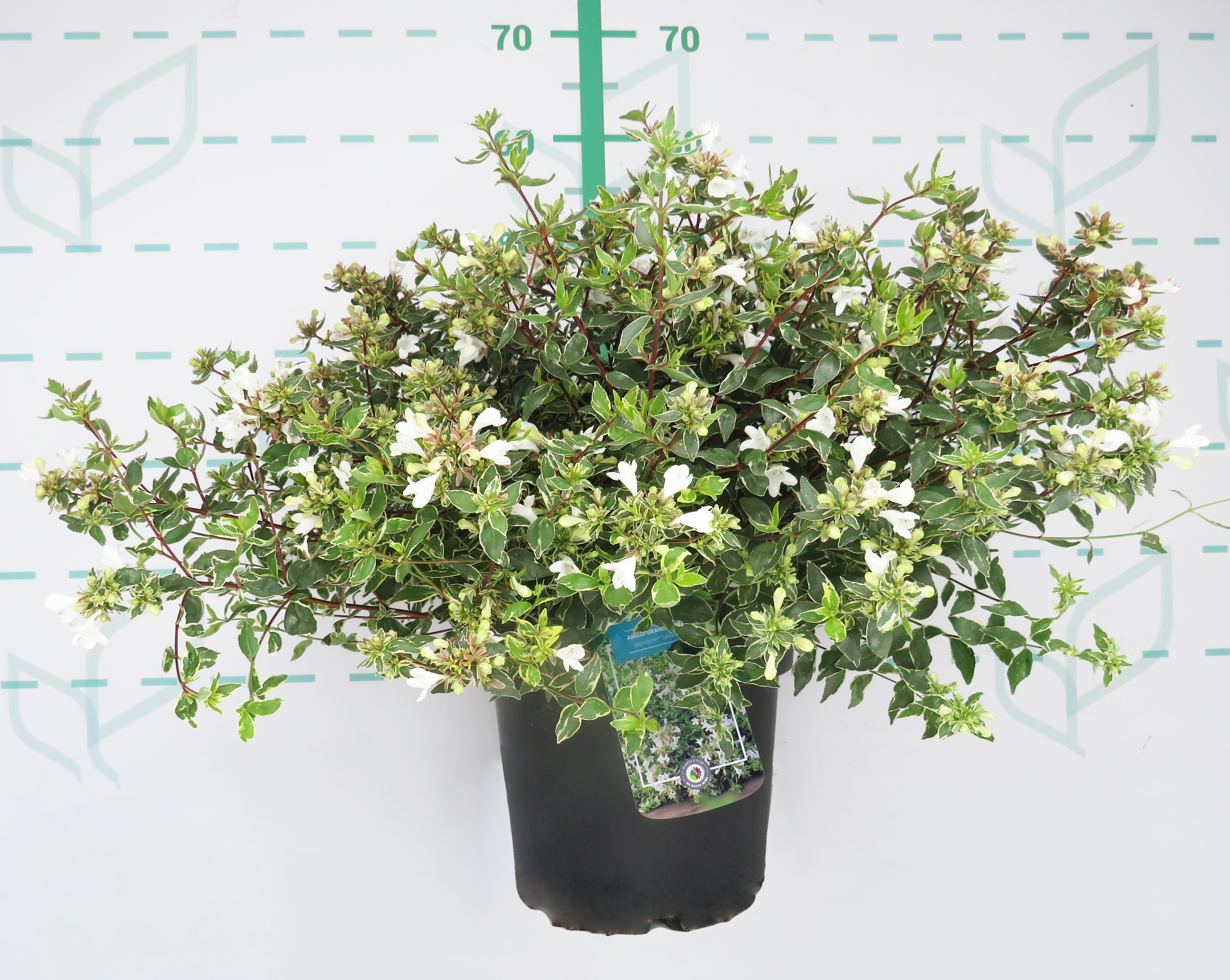 Abelia x grandiflora "Steredenn" ® 2.5L 20/25