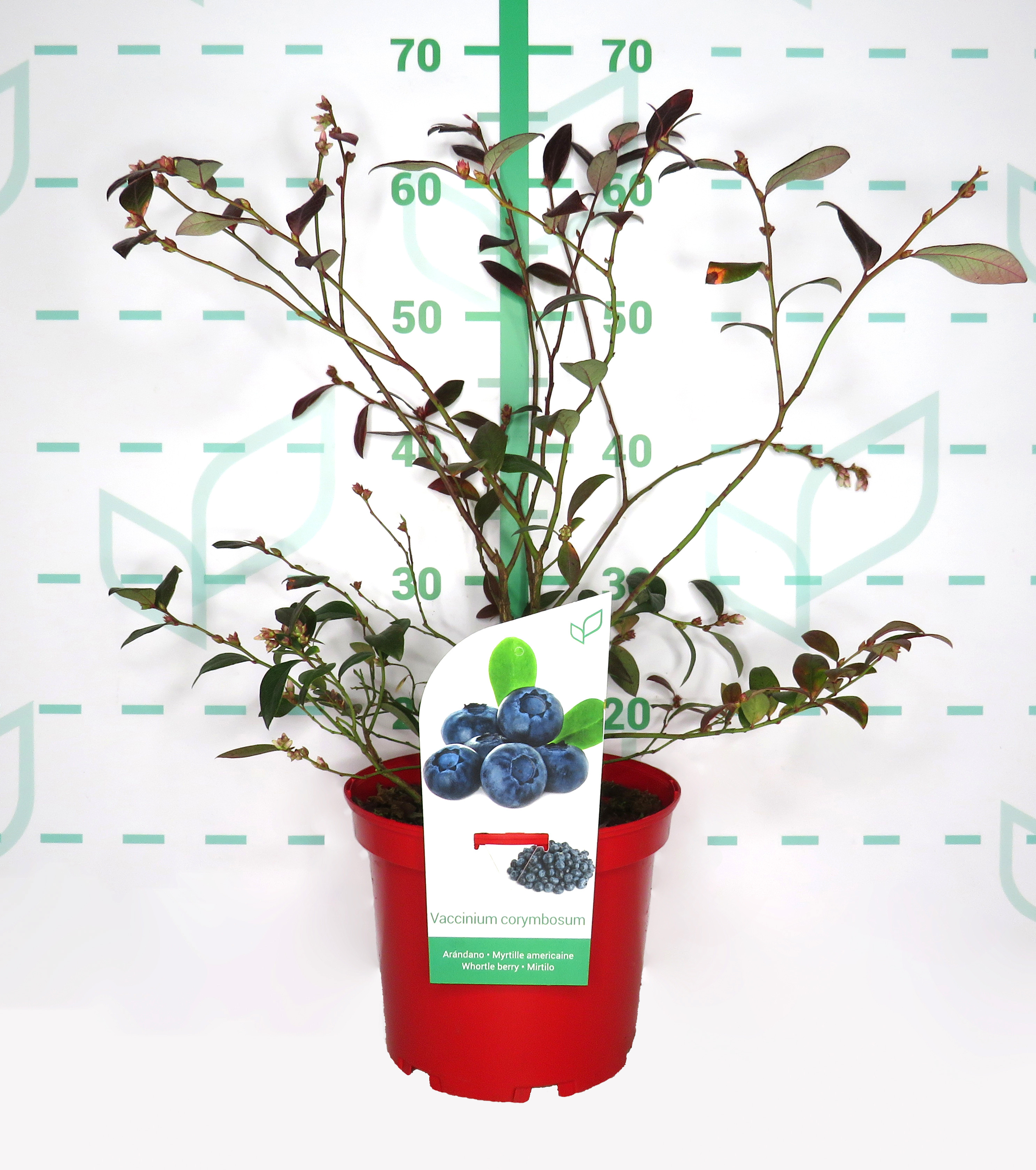 Vaccinium corymbosum "Elisabeth" 5L 40/50