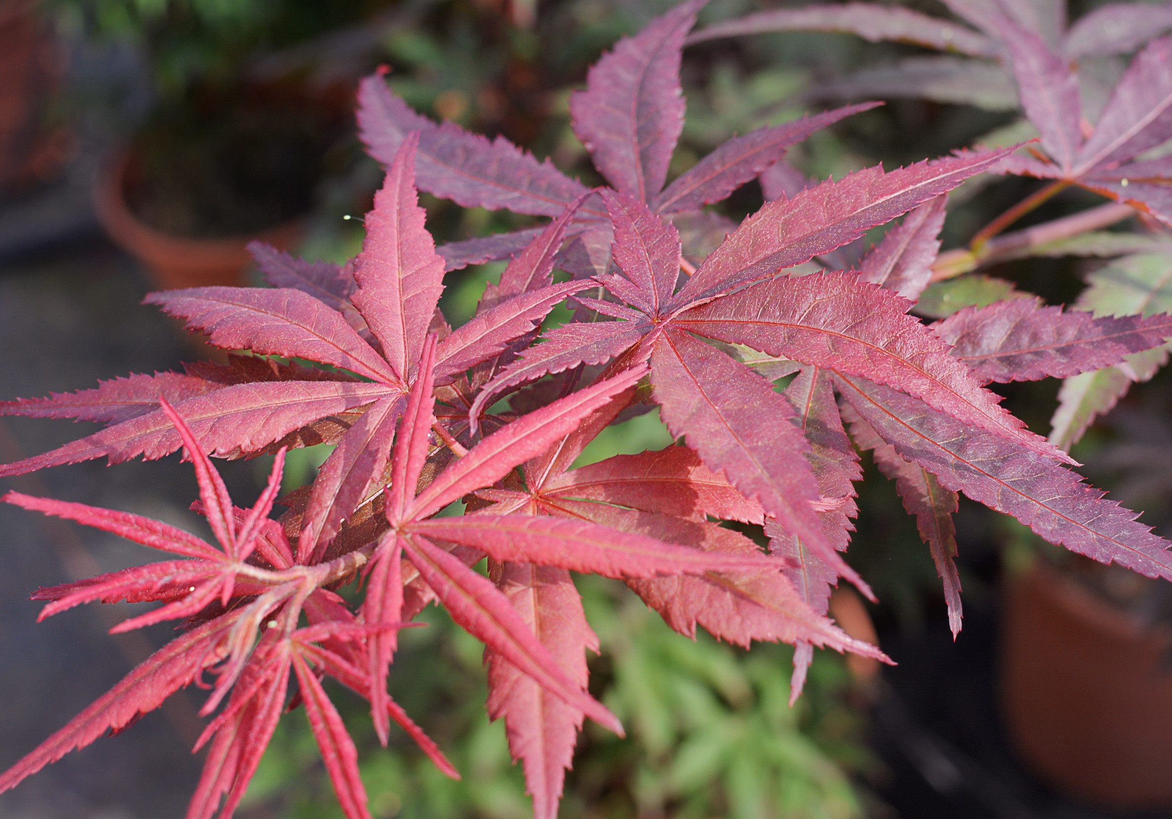 Acer palmatum "Atropurpureum" 10L Deco 40/60
