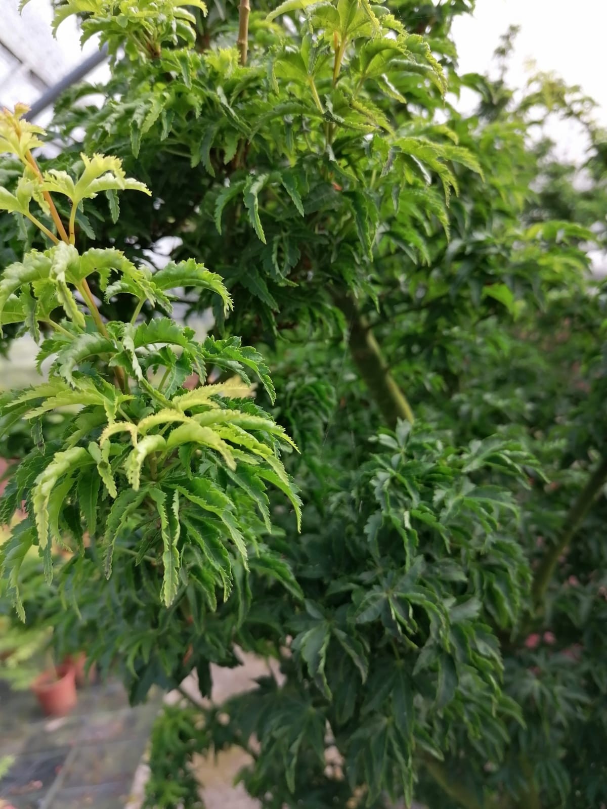 Acer palmatum "Crispii" 50L 100/120 DP 90/120