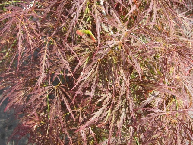 Acer palmatum "Dissectum Garnet" 3L Deco 30/40 DP 40/50