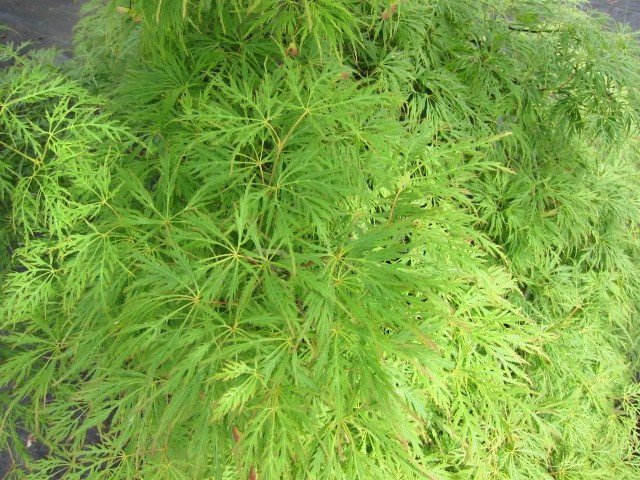 Acer palmatum "Dissectum Viridis" 50L Ht 200 220 Ø8-10