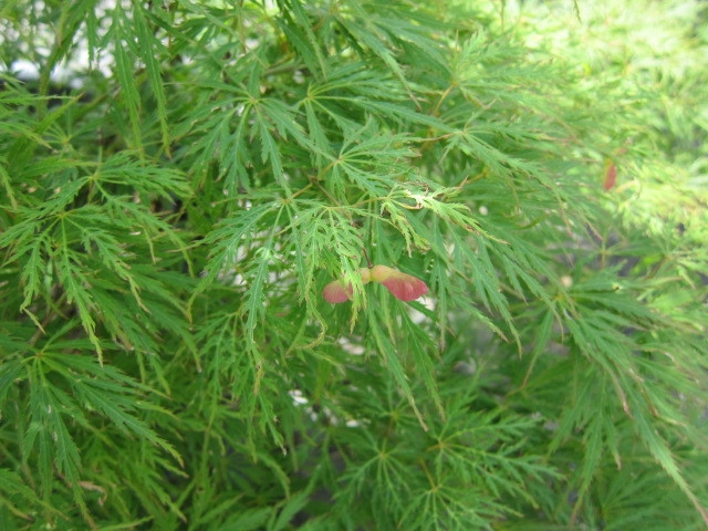 Acer palmatum "Dissectum Viridis" 35L Deco Ht 110 140/150