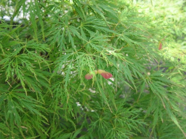 Acer palmatum "Dissectum Viridis" 15L Deco Ht 40 60 DC 50/60