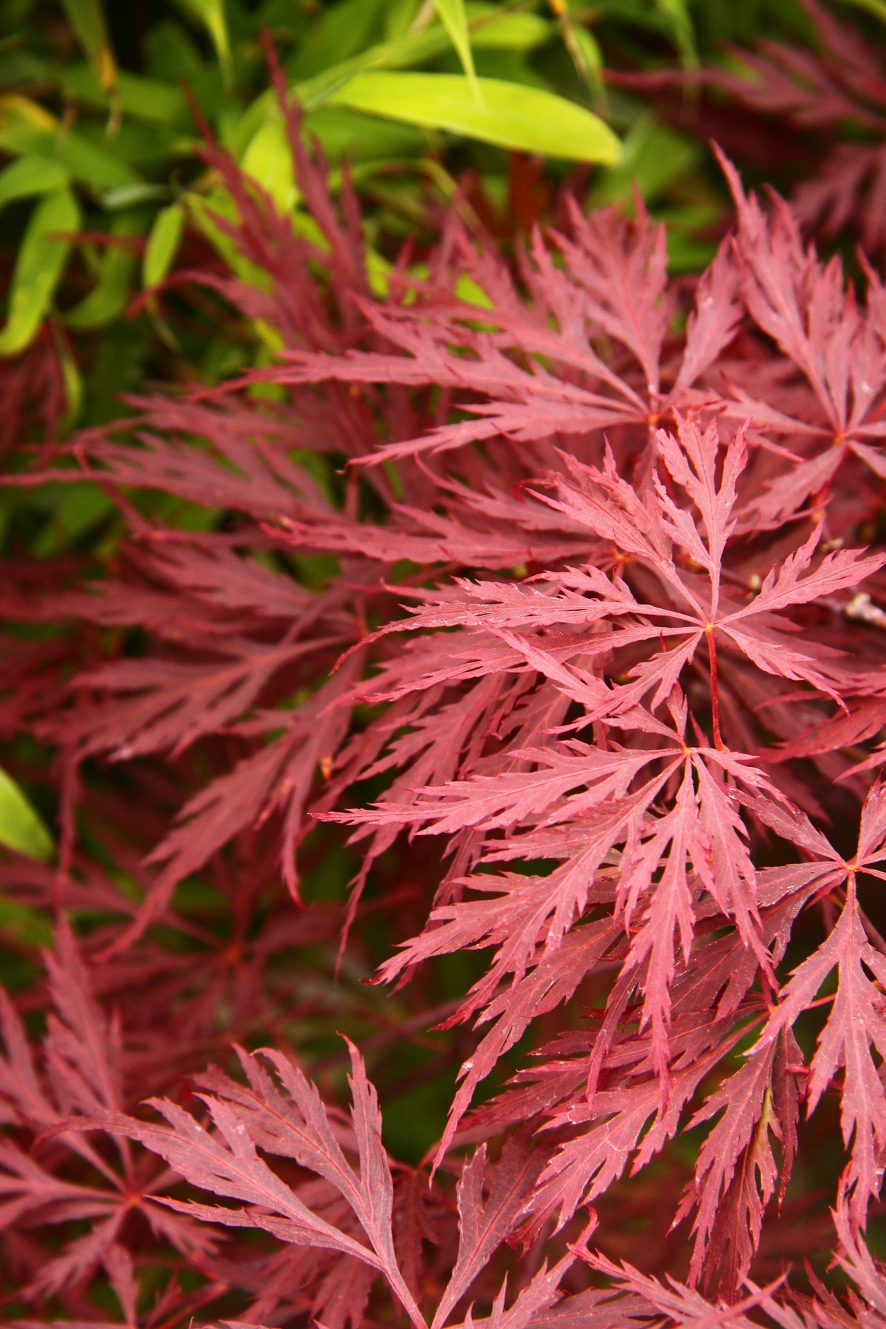 Acer palmatum "Dissectum Garnet" 130L Ht 100/130 150/200 Ø14-16