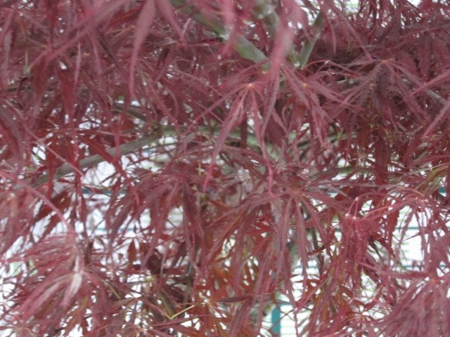 Acer palmatum "Dissectum Tamukeyama" 13L 120/130