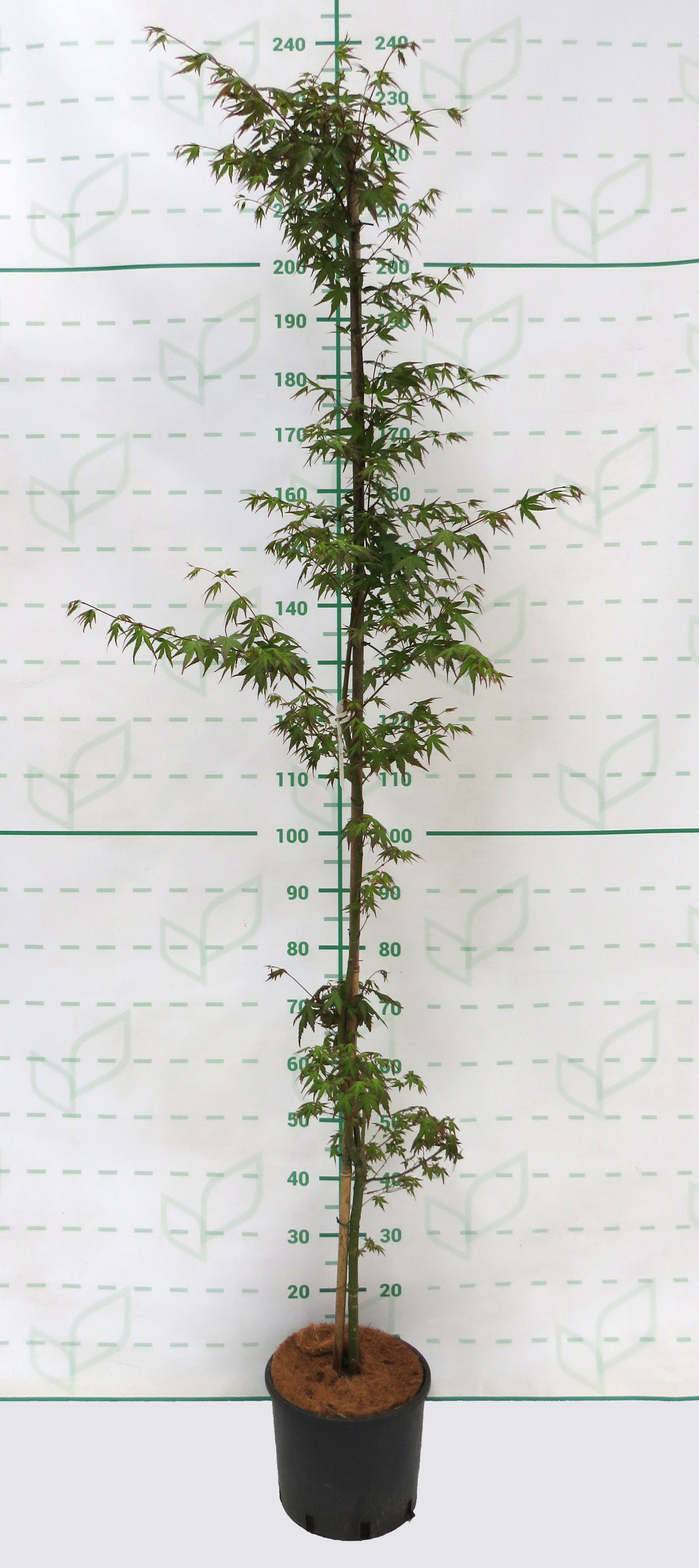 Acer palmatum 10L 180/200 Ø4-6