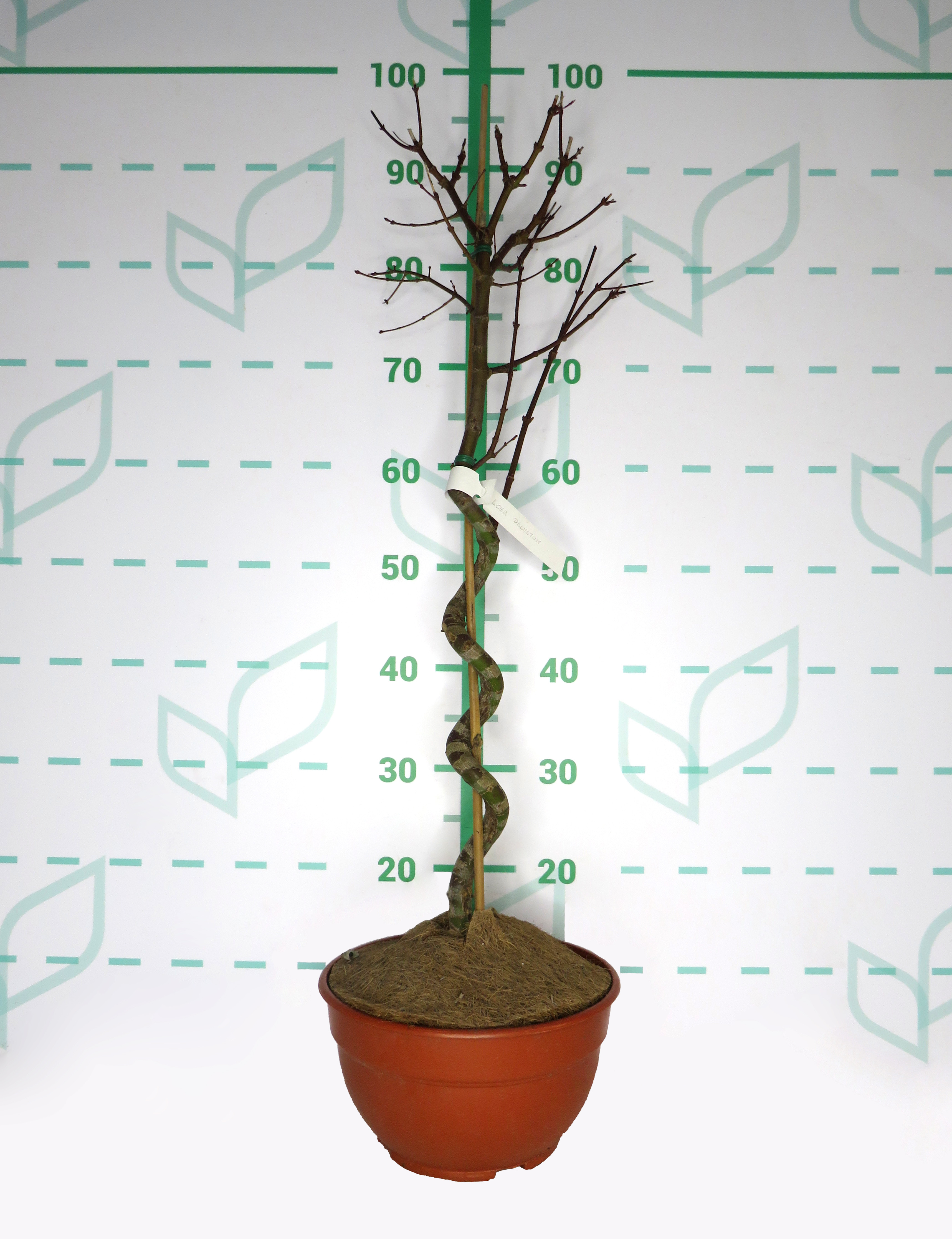 Acer palmatum 5L Tarrina Ht 40 70/90 Espiral
