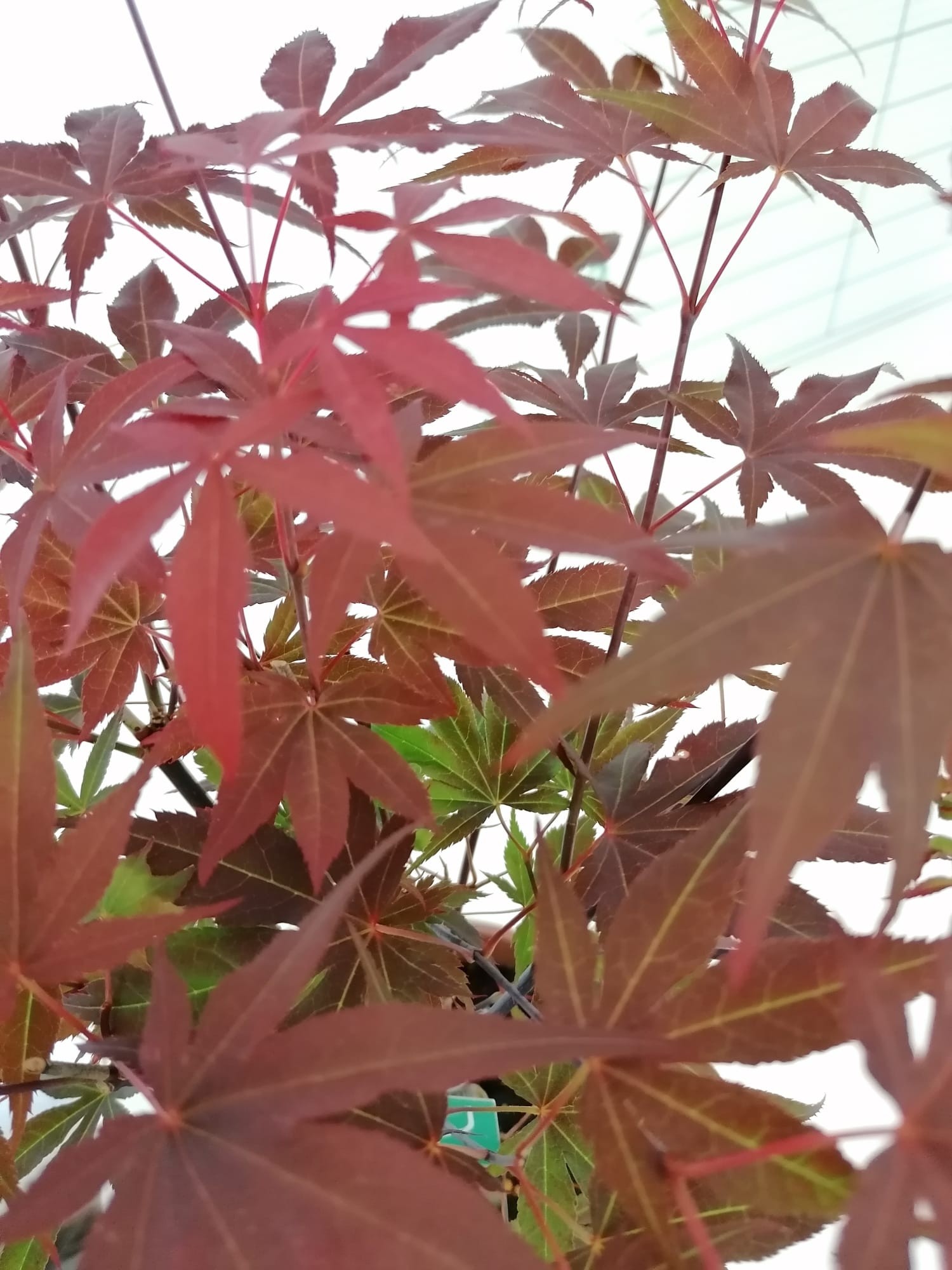 Acer palmatum 50L 250/300 Ø14/16