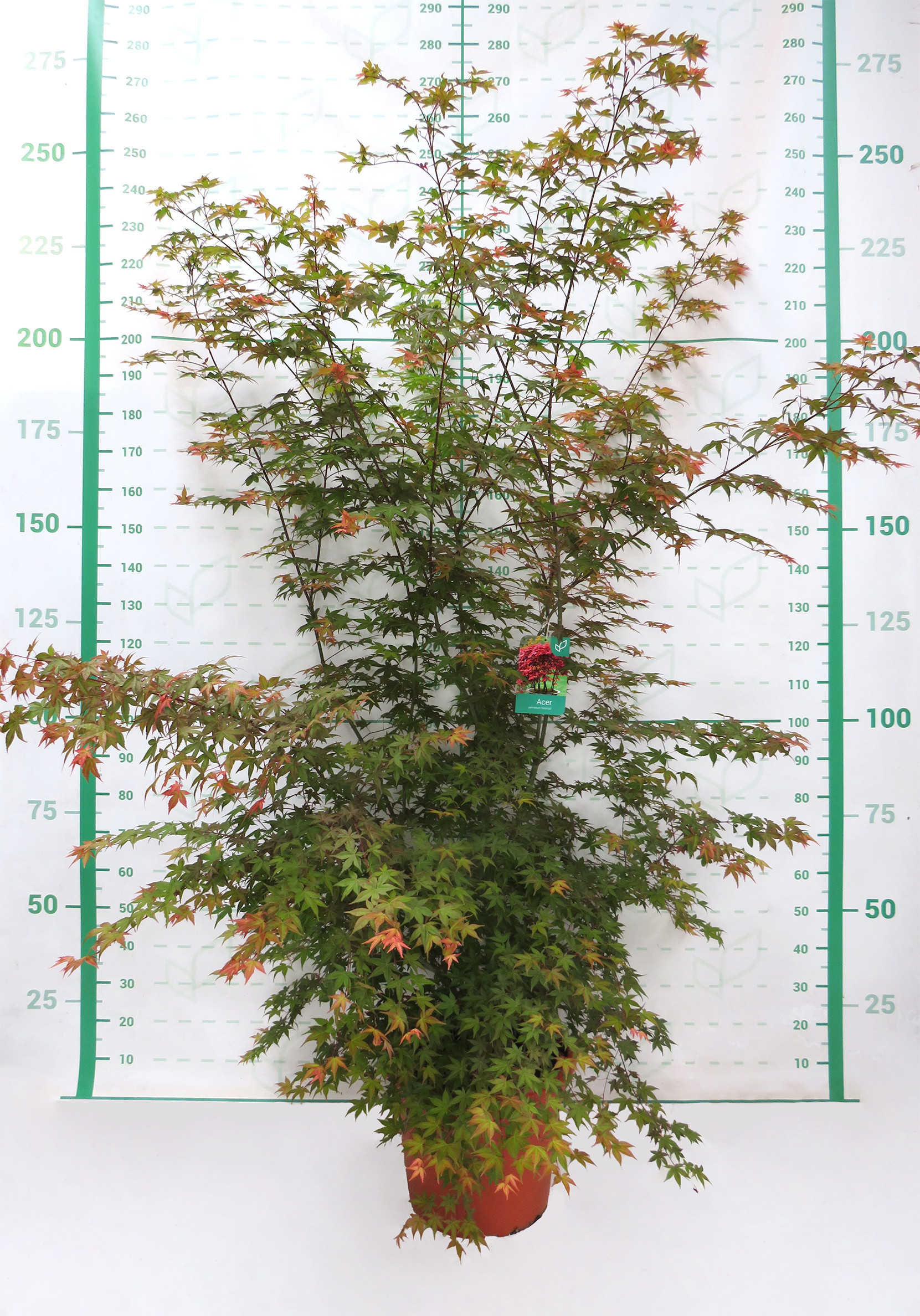 Acer palmatum "Deshojo" 35L Deco 190/200