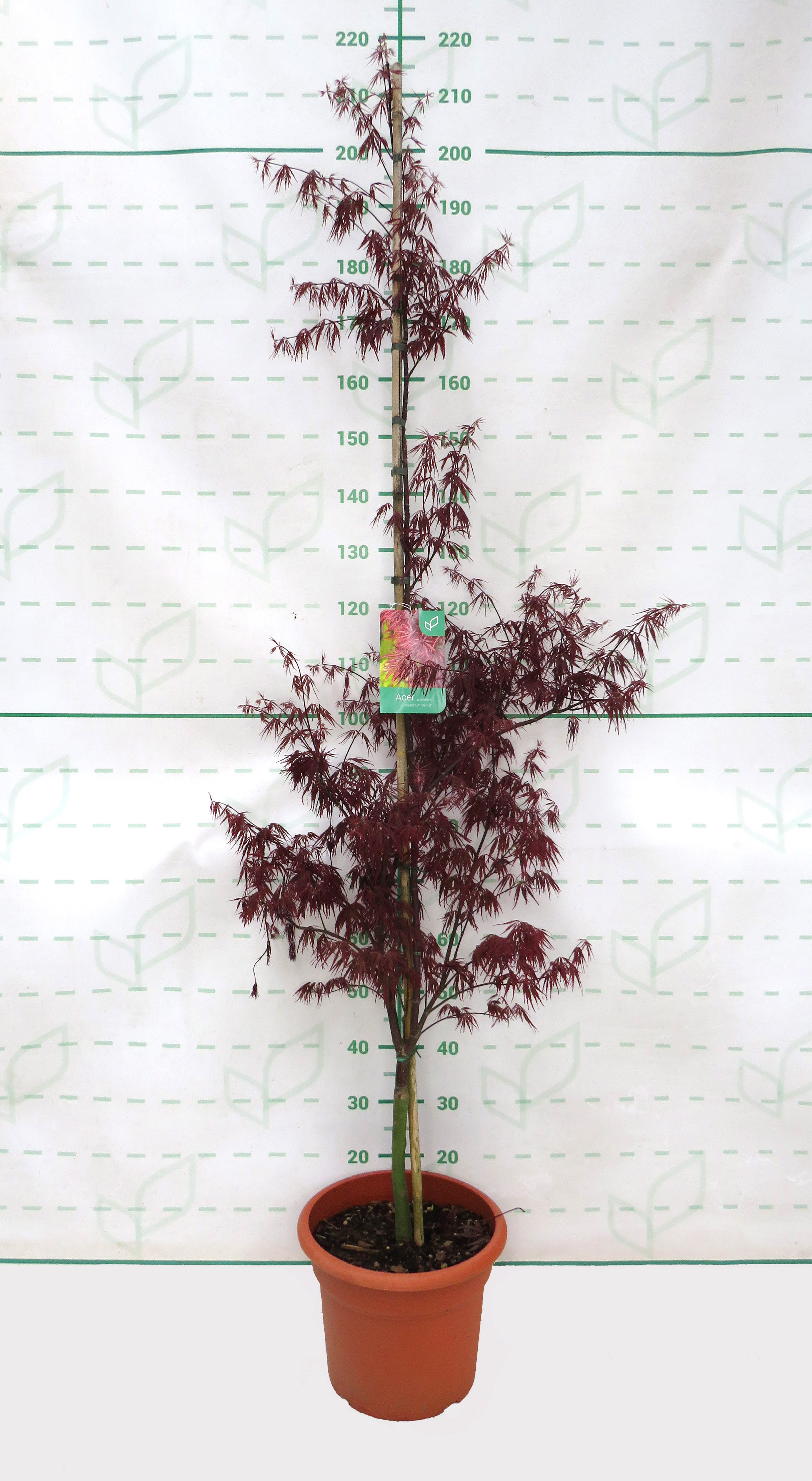 Acer palmatum "Dissectum Garnet" 15L Deco 150/170 Cónico