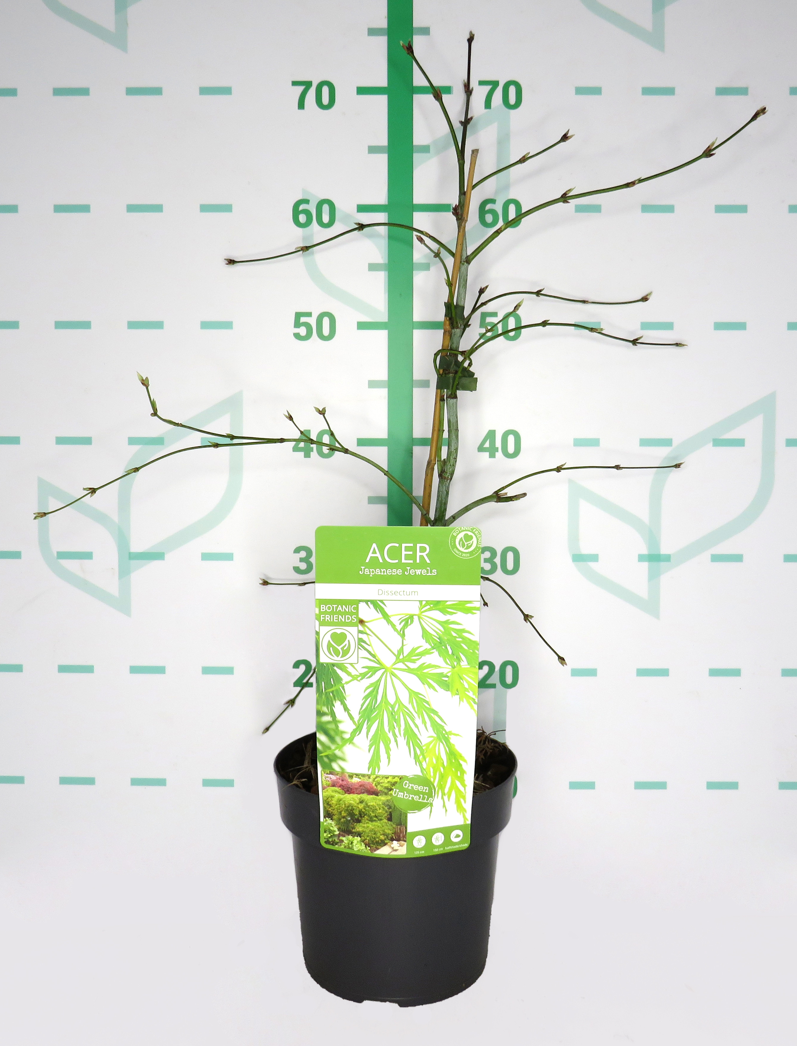 Acer palmatum "Dissectum Viridis" 3L * 60/70