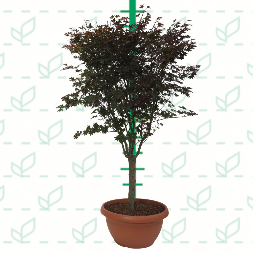 Acer palmatum "Fire Glow" 40L Tarrina 170/190