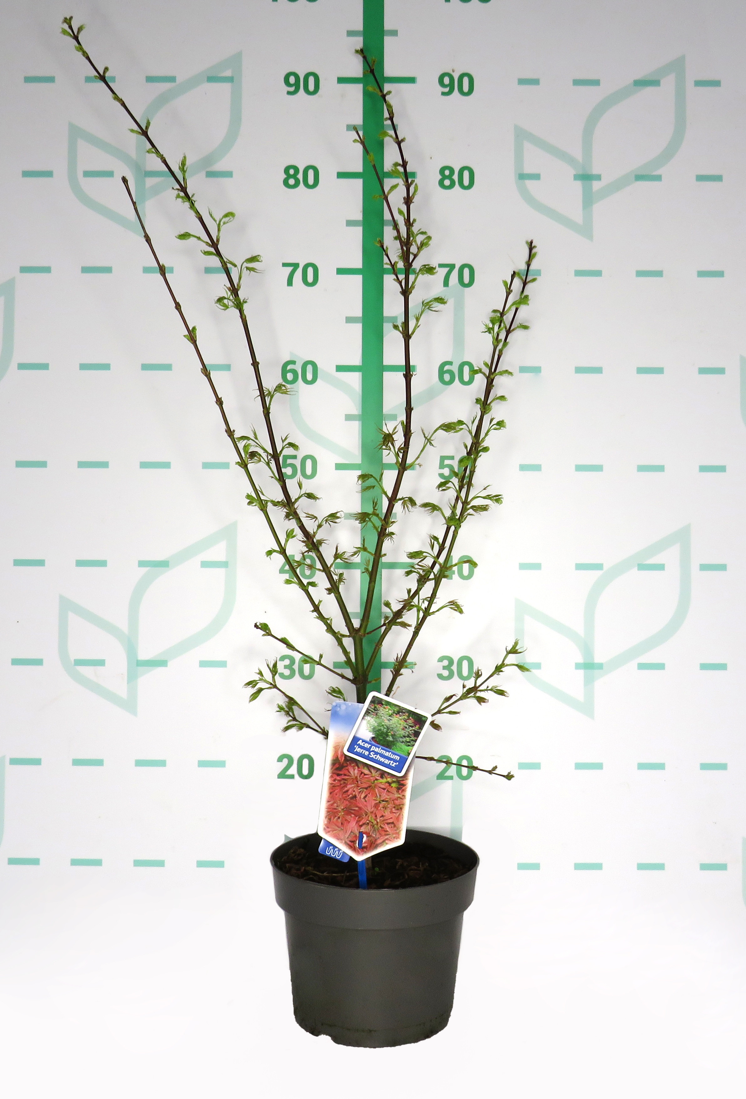 Acer palmatum "Jerre Schwartz" 3L 50/60