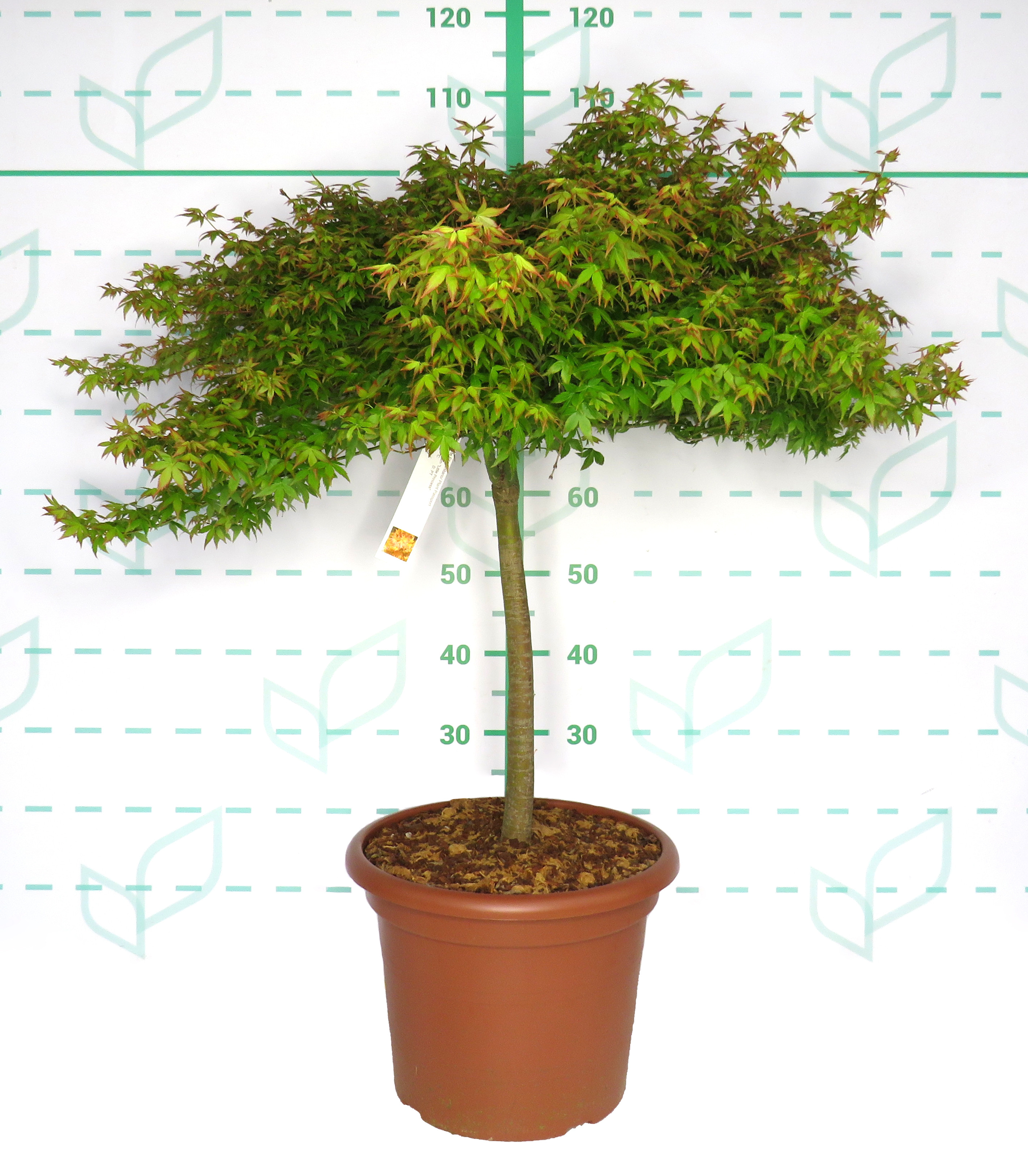 Acer palmatum "Little Princess" 15L Deco Ht 40 60 DC 50/60