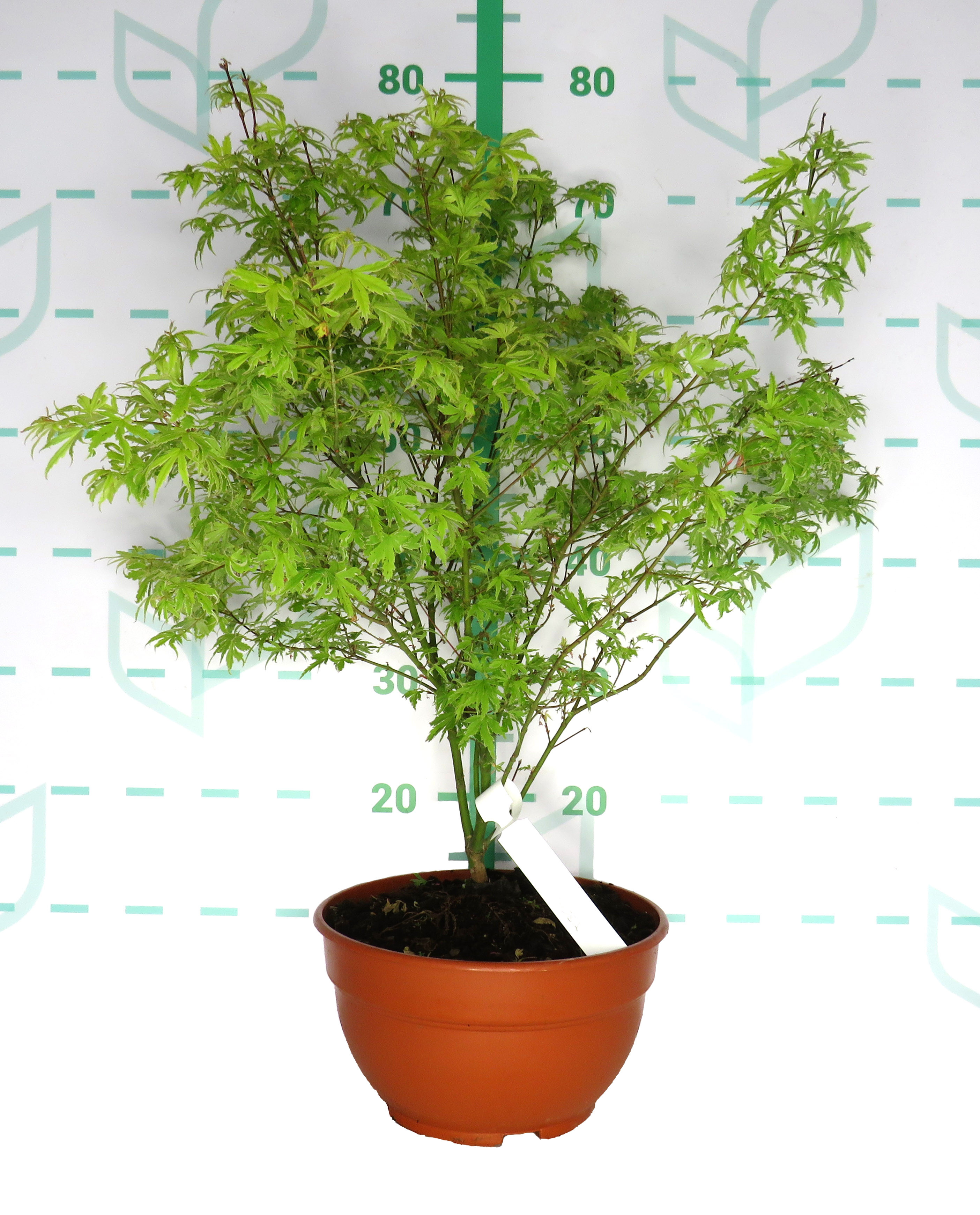 Acer palmatum "Metamorphosa" 5L Tarrina 50/60