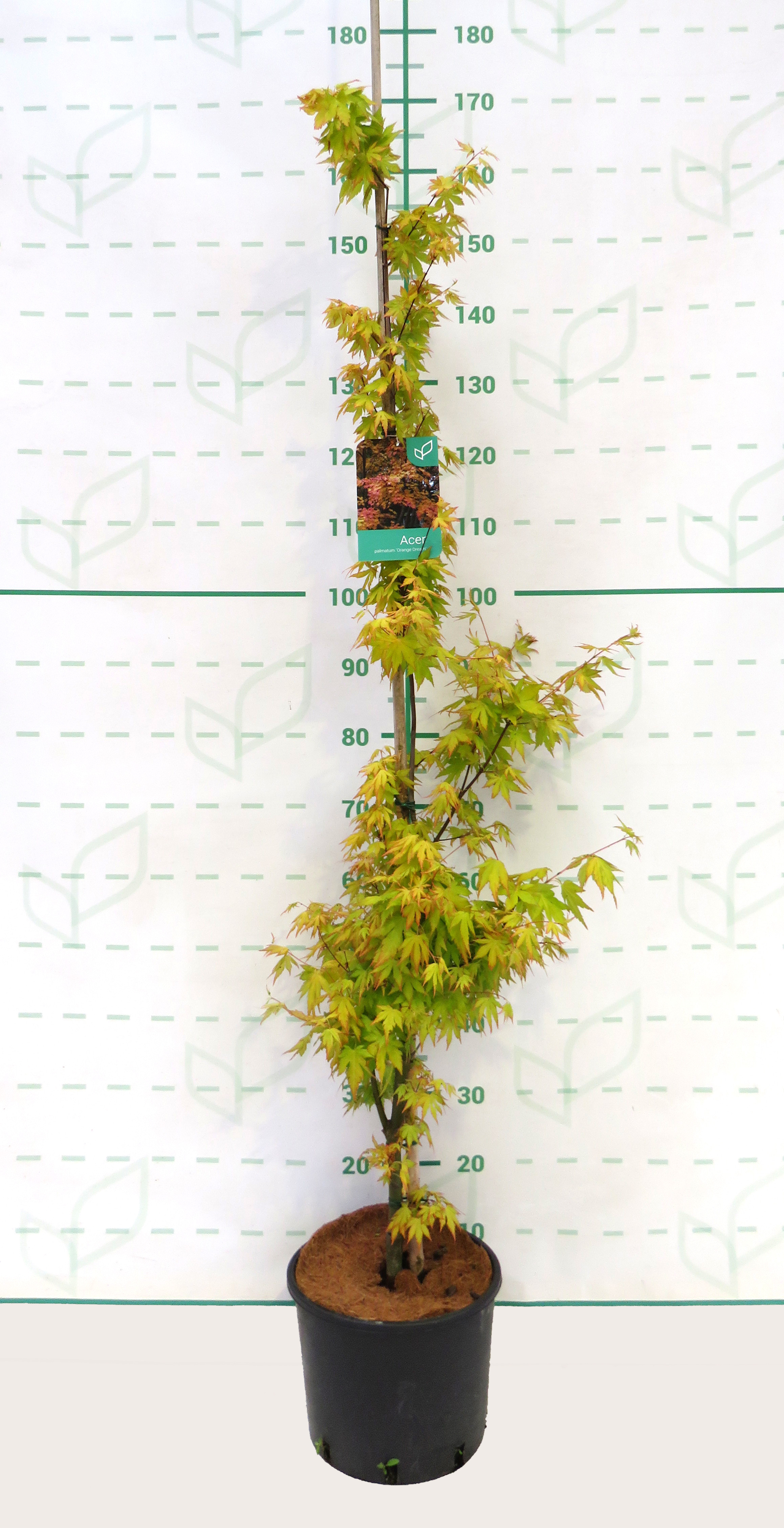 Acer palmatum "Orange Dream" 10L 140/160