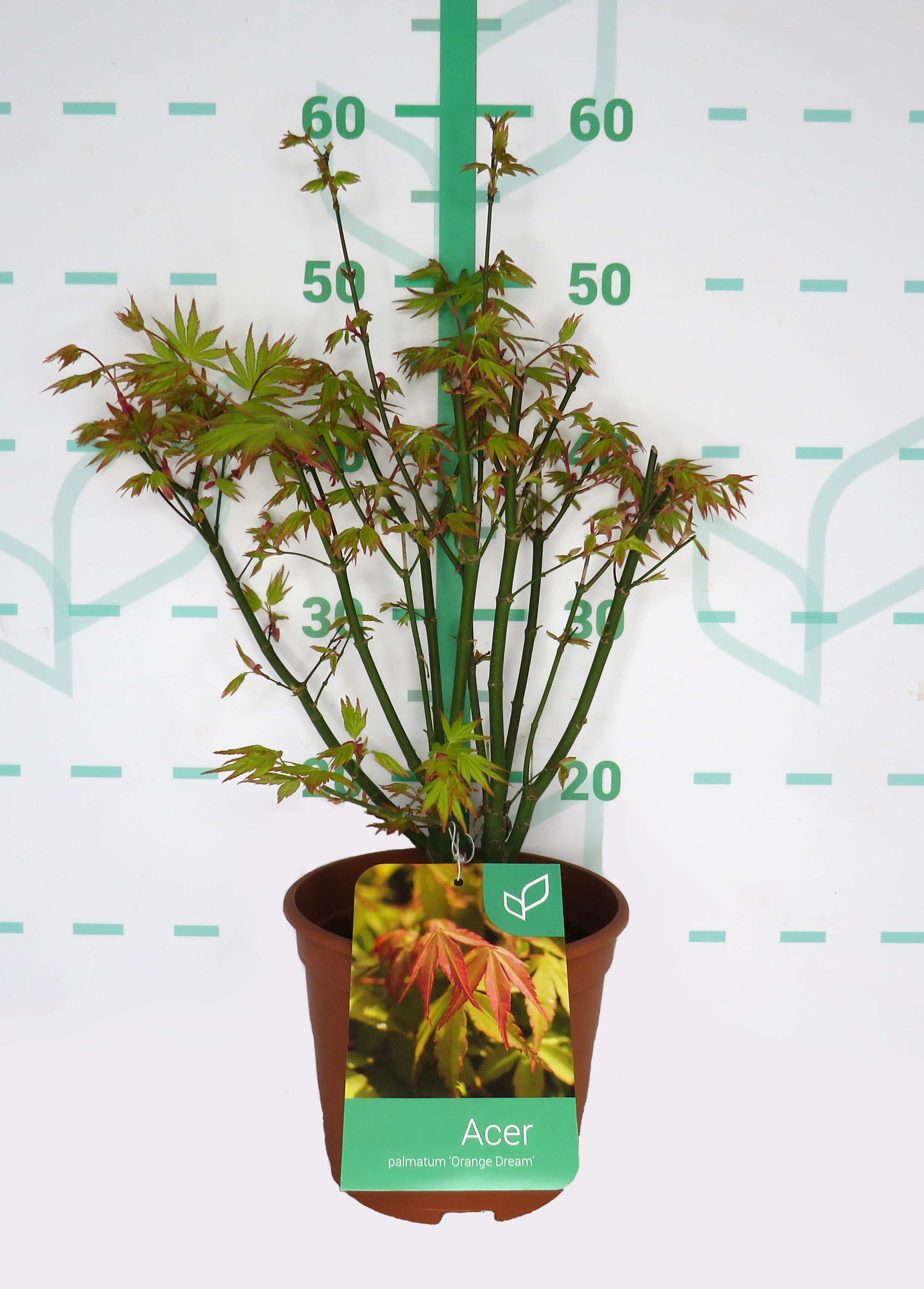 Acer palmatum "Orange Dream" 3L Deco 40/50