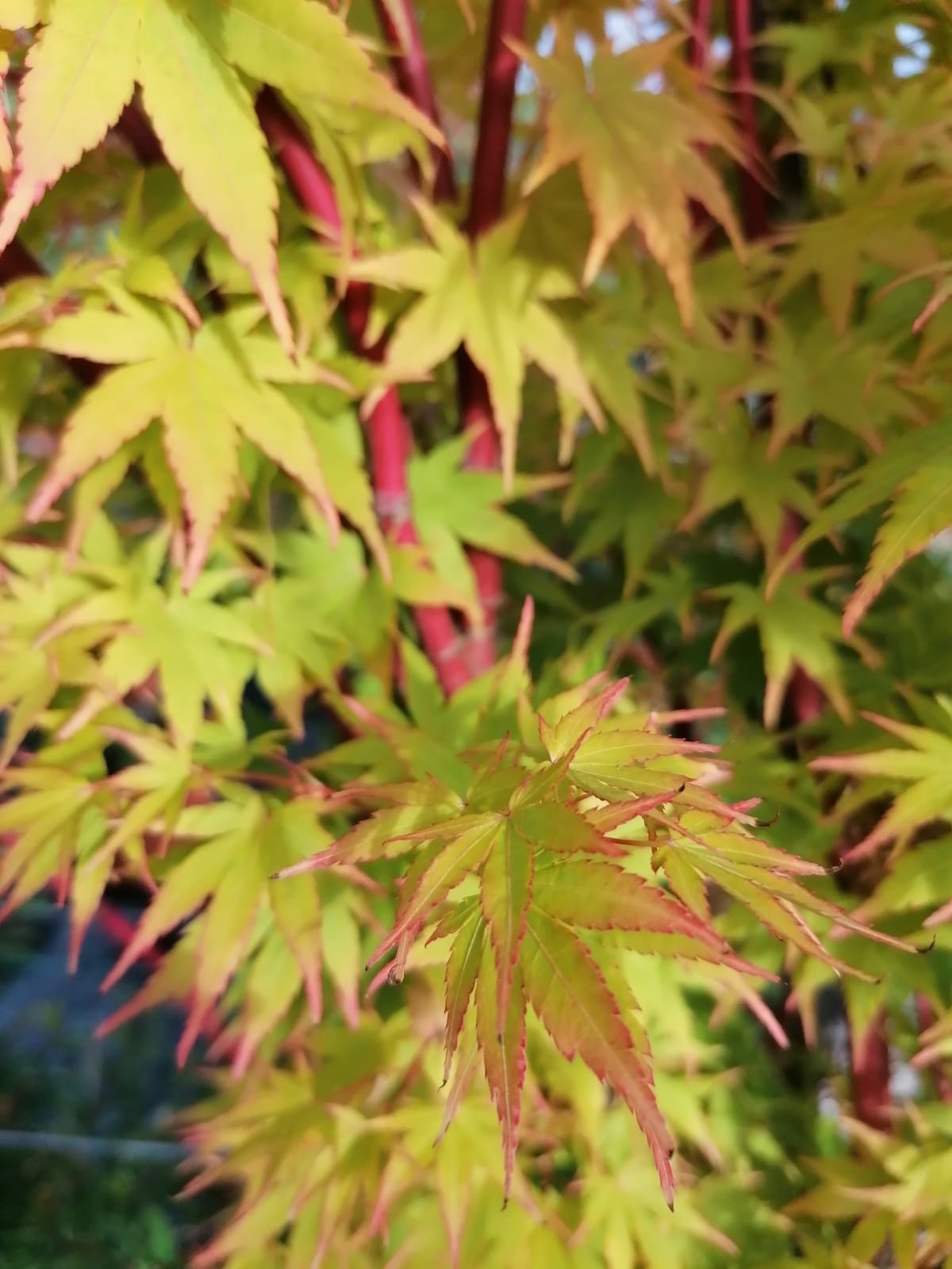 Acer palmatum "Red Wood" 10L 130/150 Ø4-6