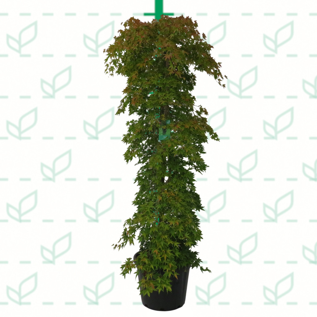 Acer palmatum "Ryusen" 50L 190/210 Ø10-12