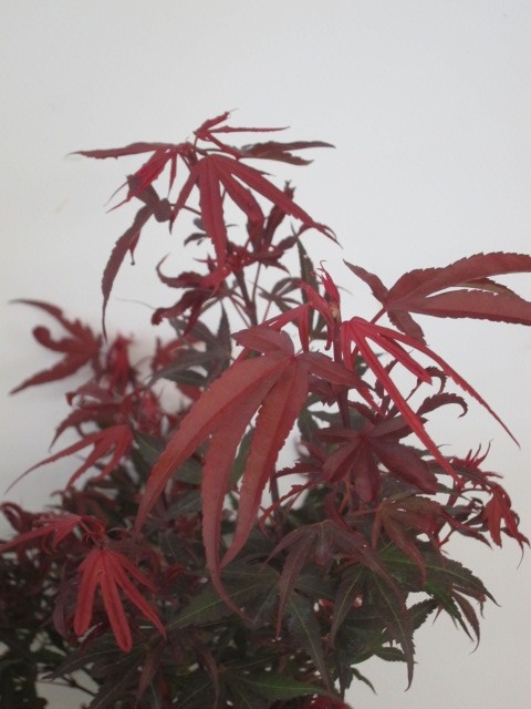 Acer palmatum "Shaina" 7.5L Deco 100/120
