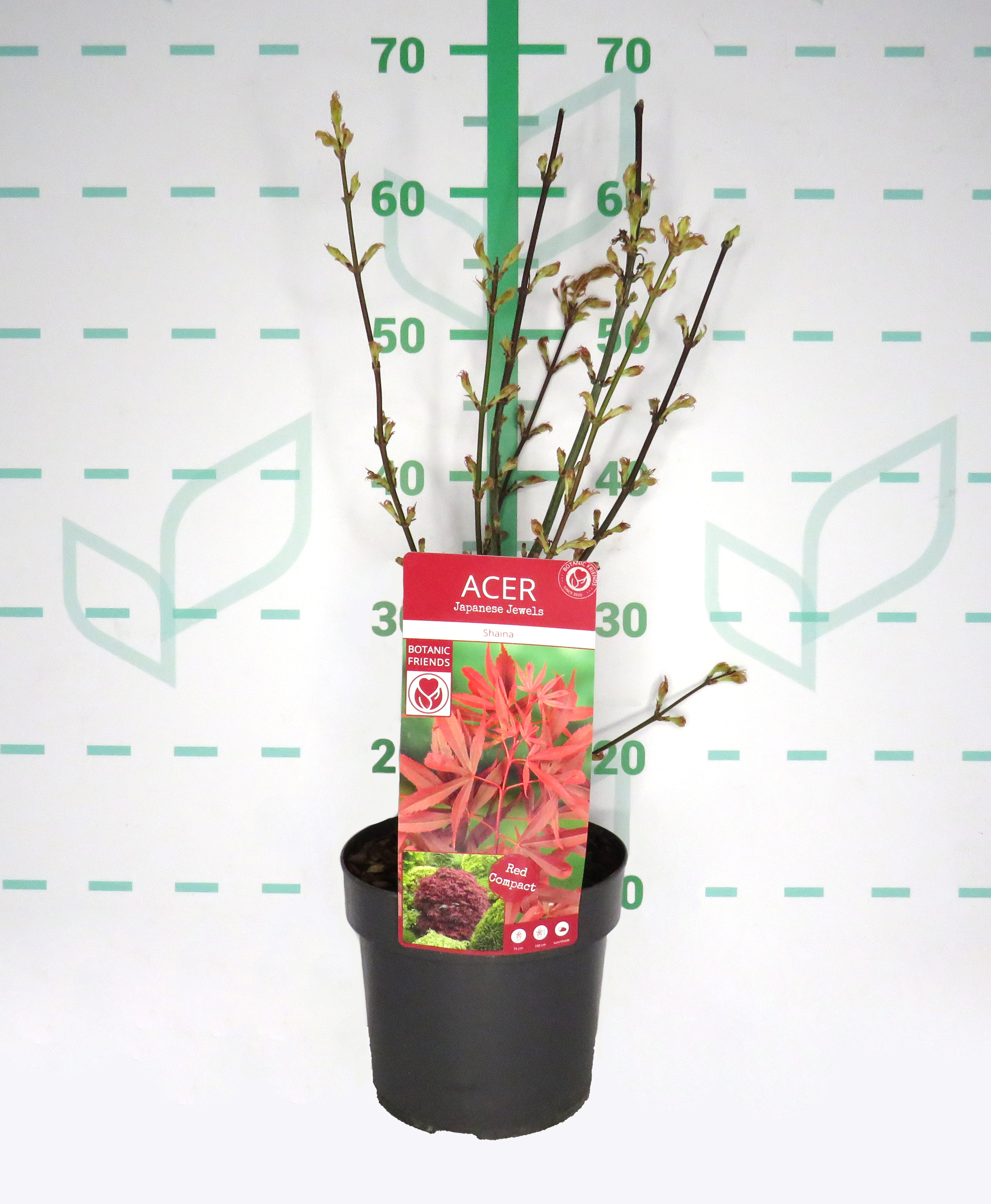 Acer palmatum "Shaina" 3L 40/50