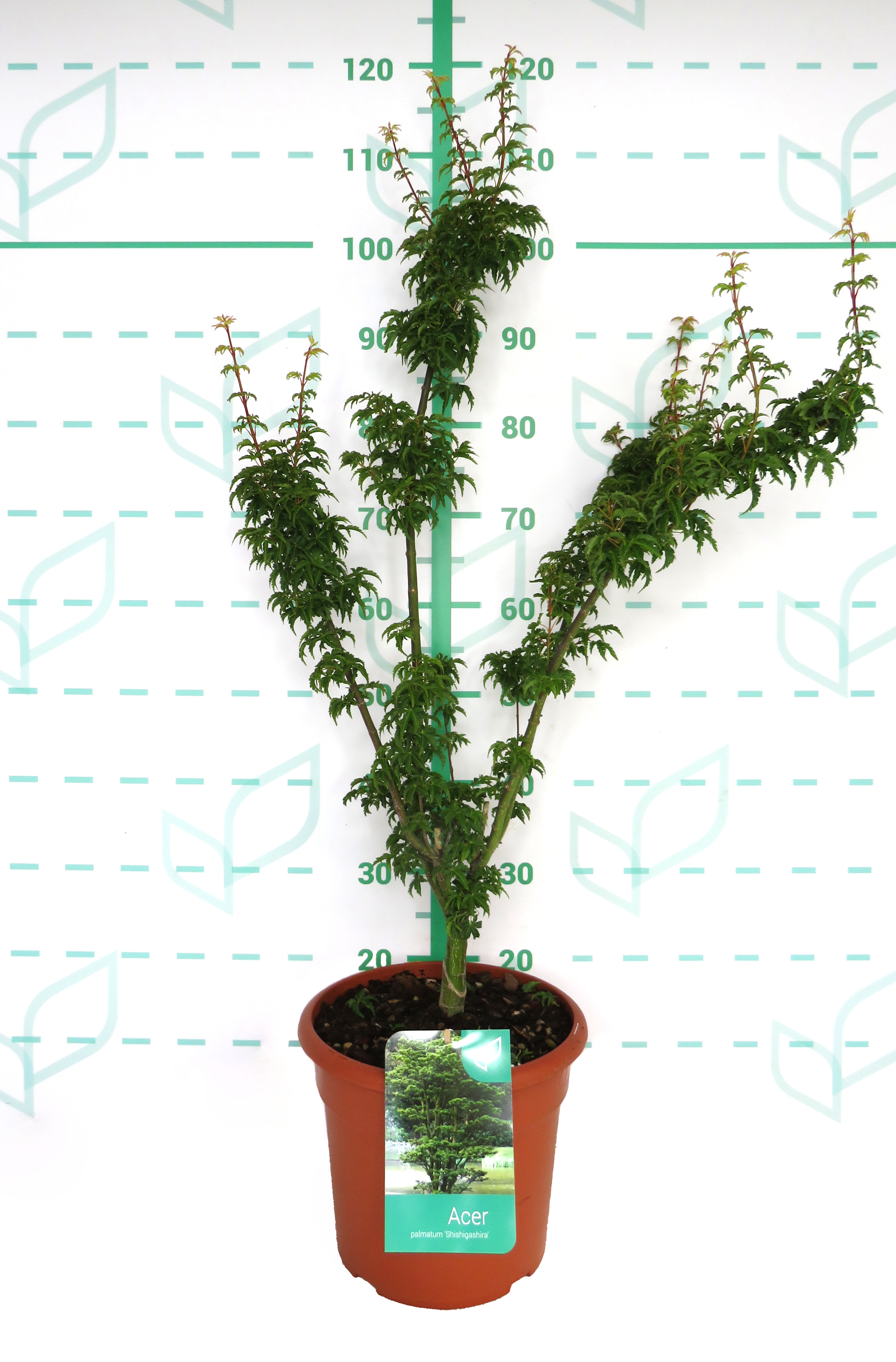 Acer palmatum "Shishigashira" 10L Deco 120/140