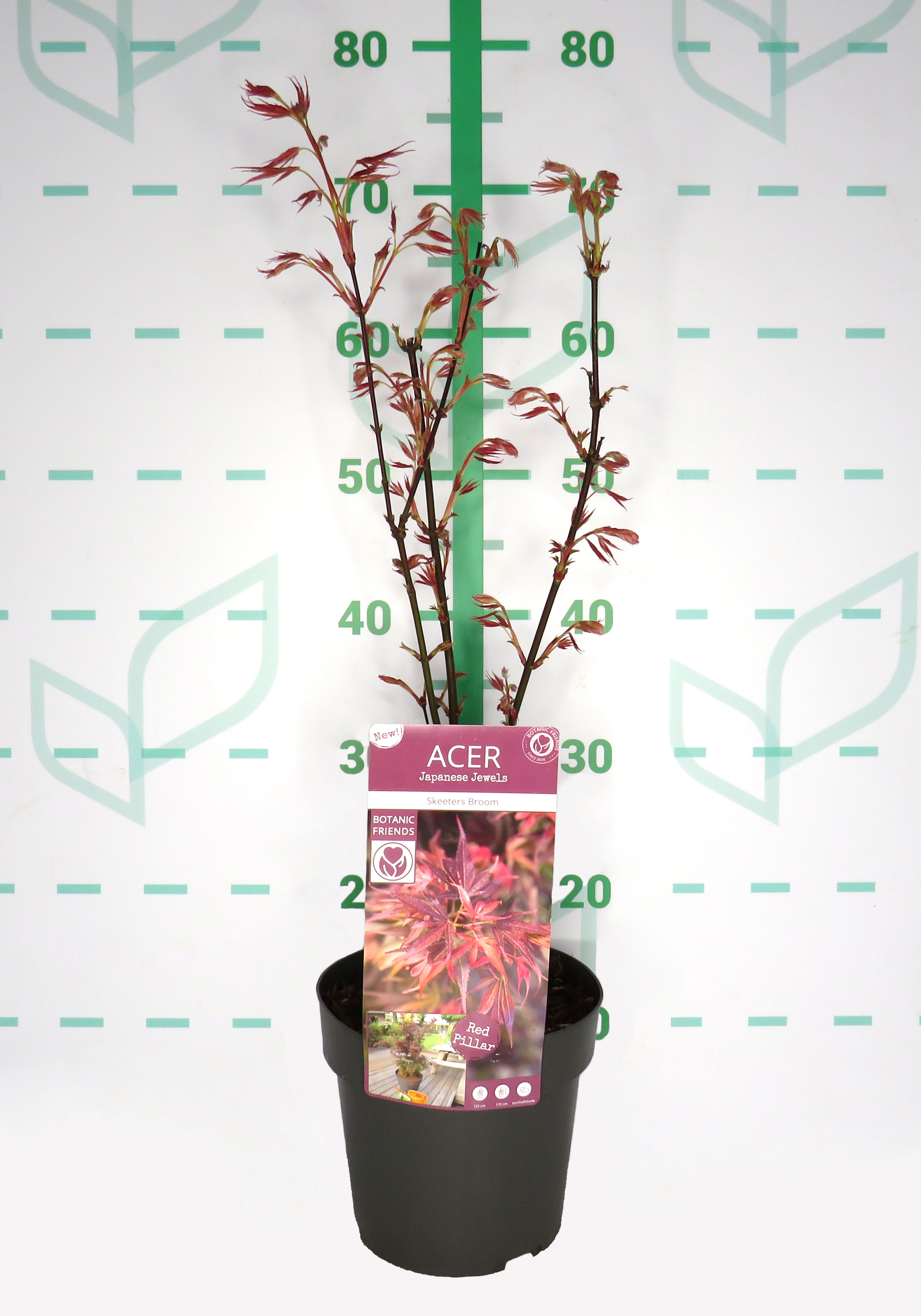 Acer palmatum "Skeeters Broom" 3L * 40/50