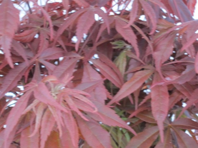 Acer palmatum "Skeeters Broom" 5L Deco 100/120 Injertado