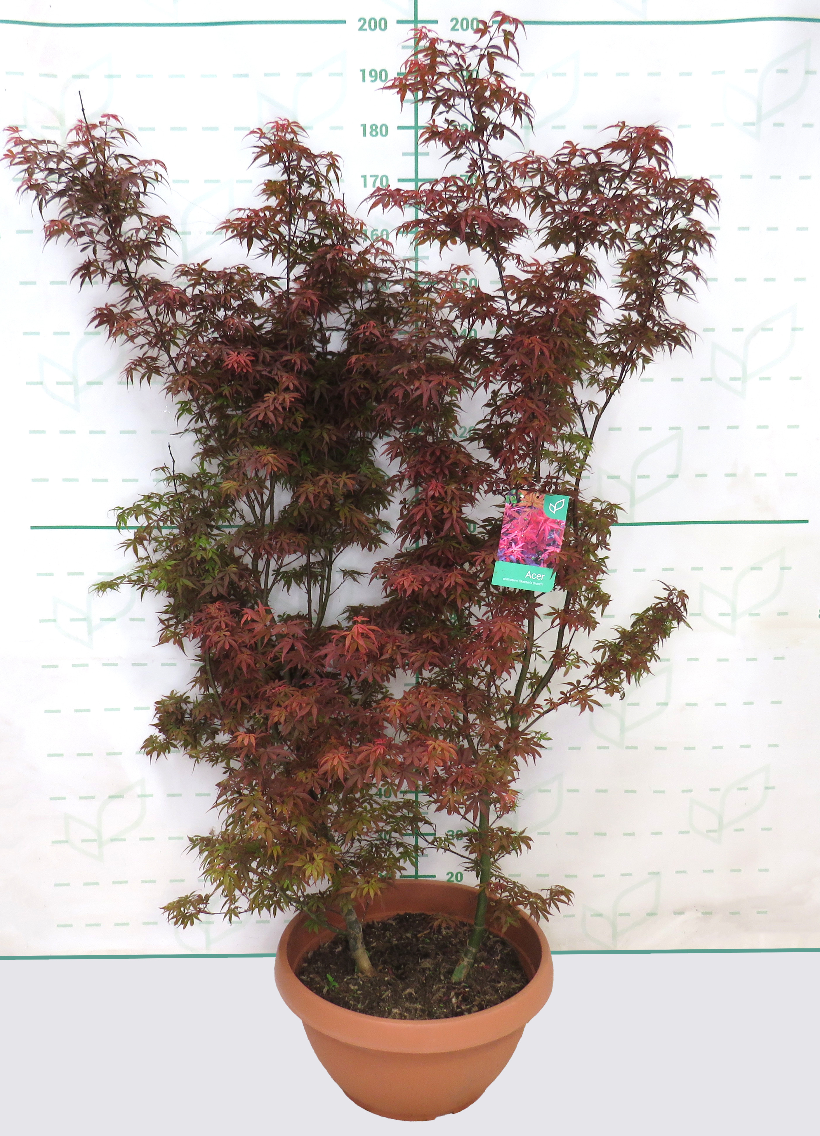 Acer palmatum "Skeeters Broom" 40L Tarrina 120/140 2 Plantas