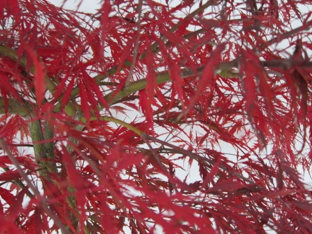 Acer palmatum "Dissectum Garnet" 15L Deco Ht 100 100/120 DC 80/100