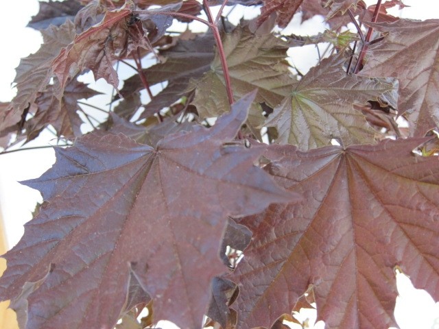Acer platanoides "Crimson Sentry" Ejemplar Espaldera