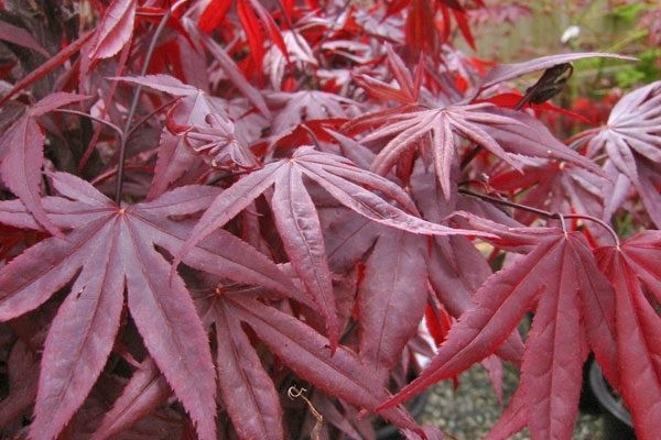 Acer palmatum "Red Emperor" 13L Ht 120 120/150