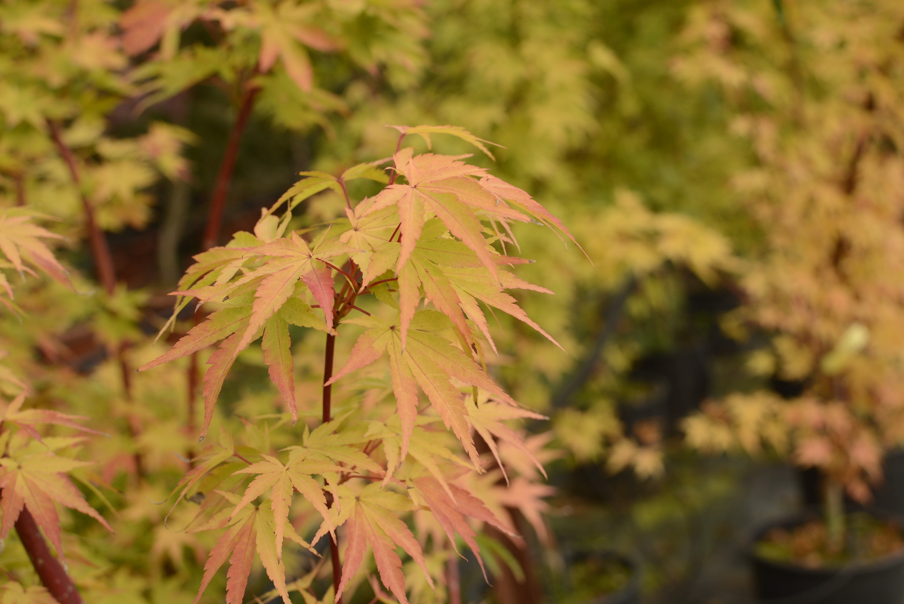 Acer palmatum "Sango Kaku" 160L Ht 190-200 300 Ø16-18