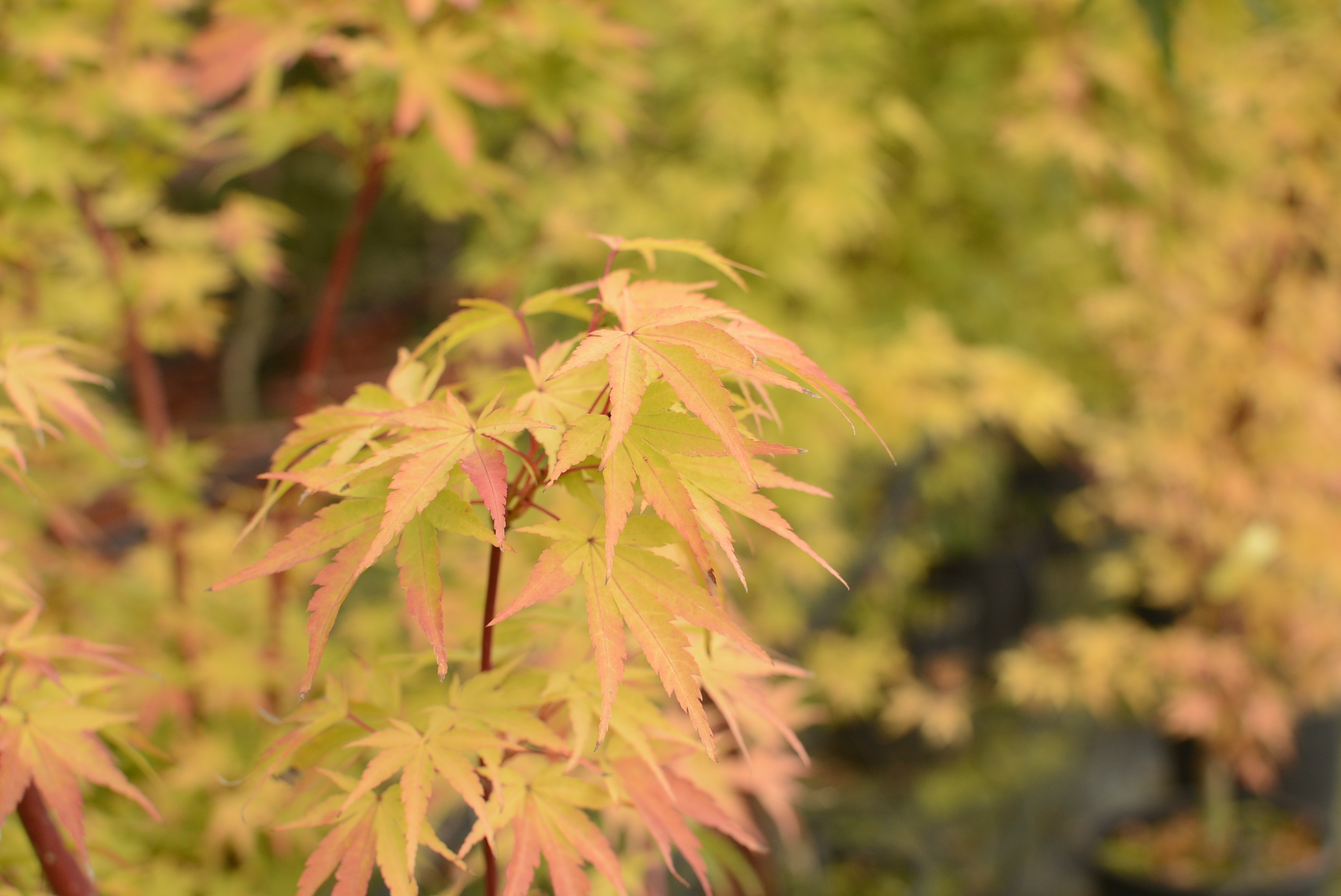 Acer palmatum "Sango Kaku" 20L 120/140