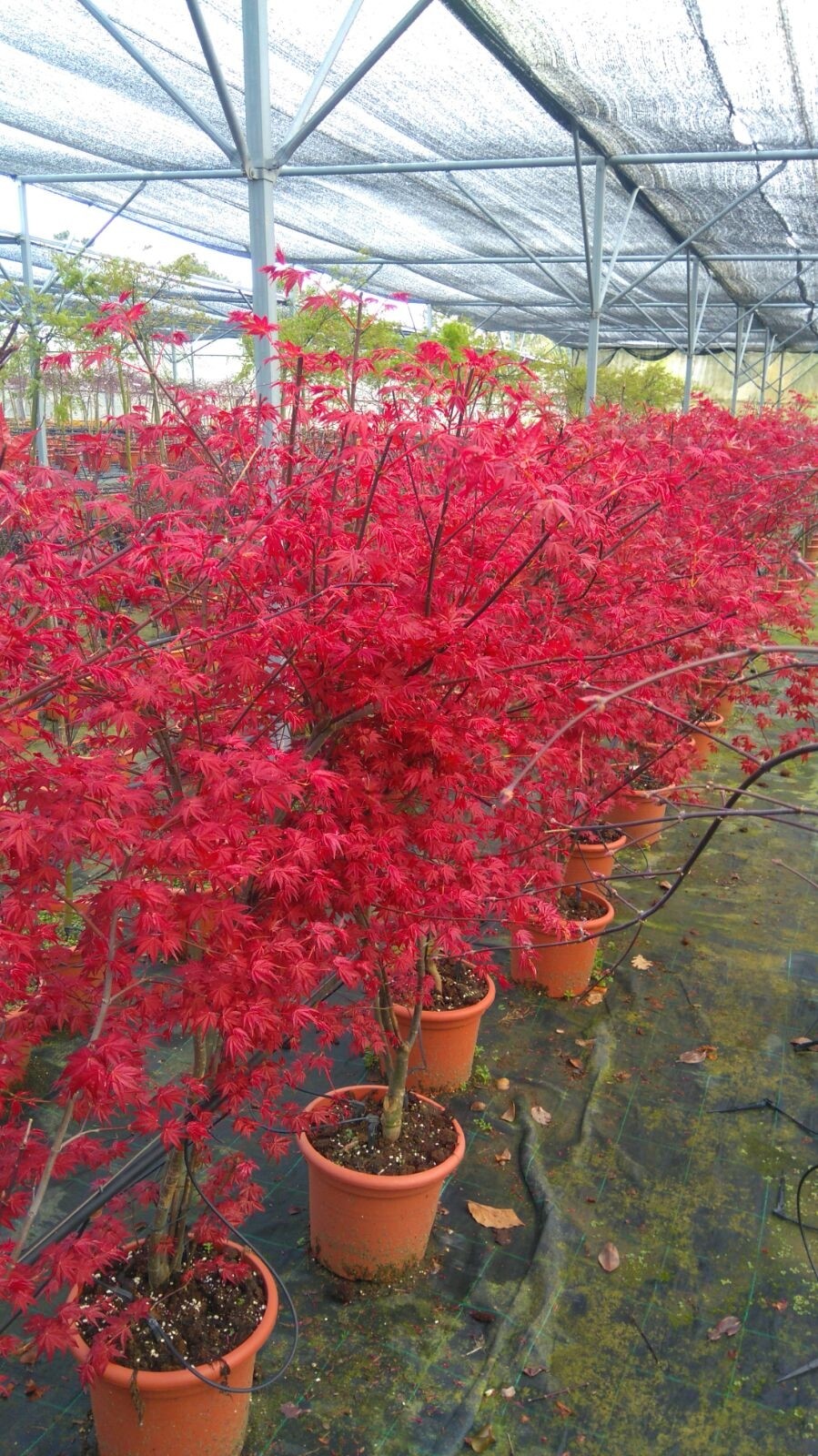 Acer palmatum "Shindeshojo" 7.5L Deco 80/100