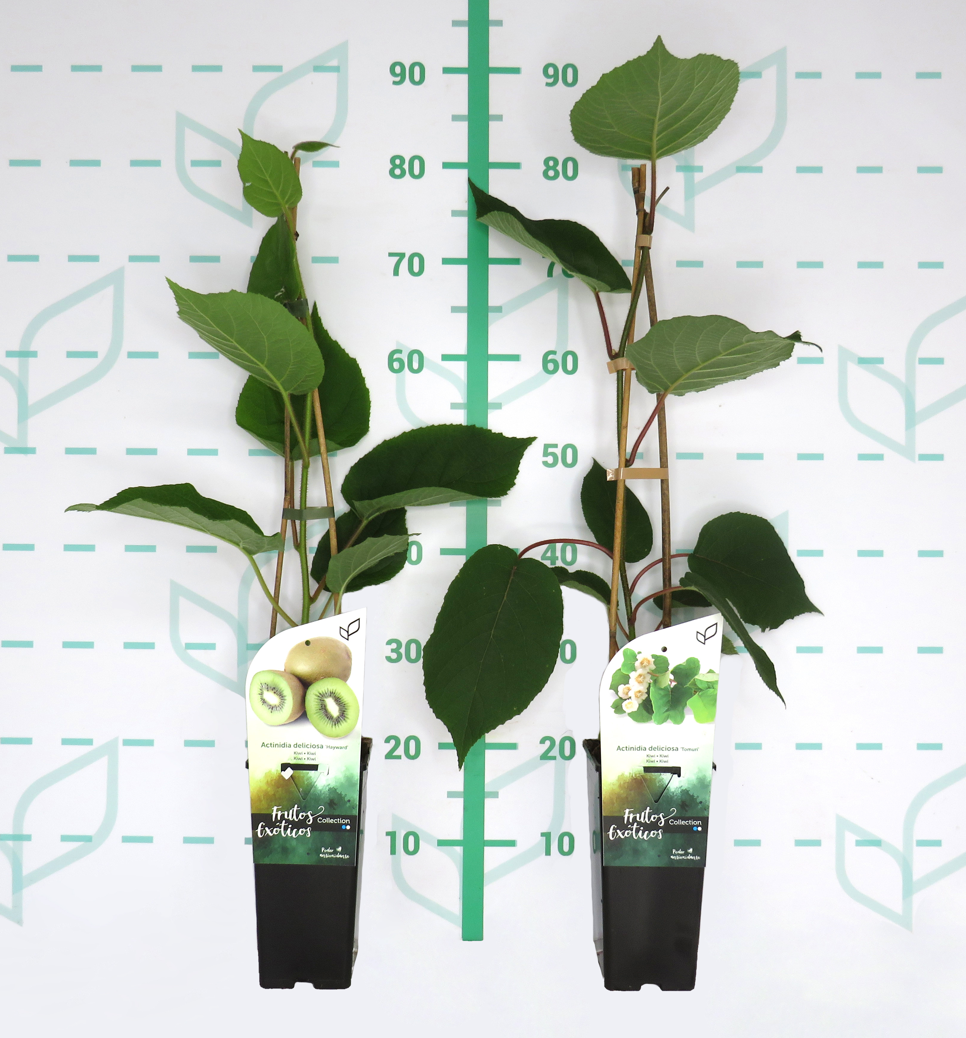 Actinidia chinensis "Hayward&Tomuri" 2L Alto 2 Tutor 75